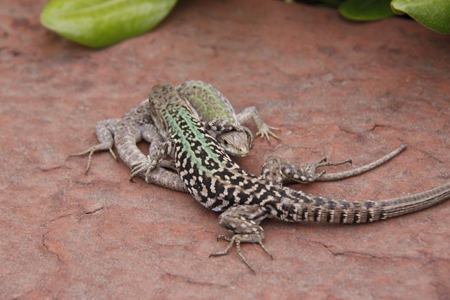 two lizards on red clay floor 