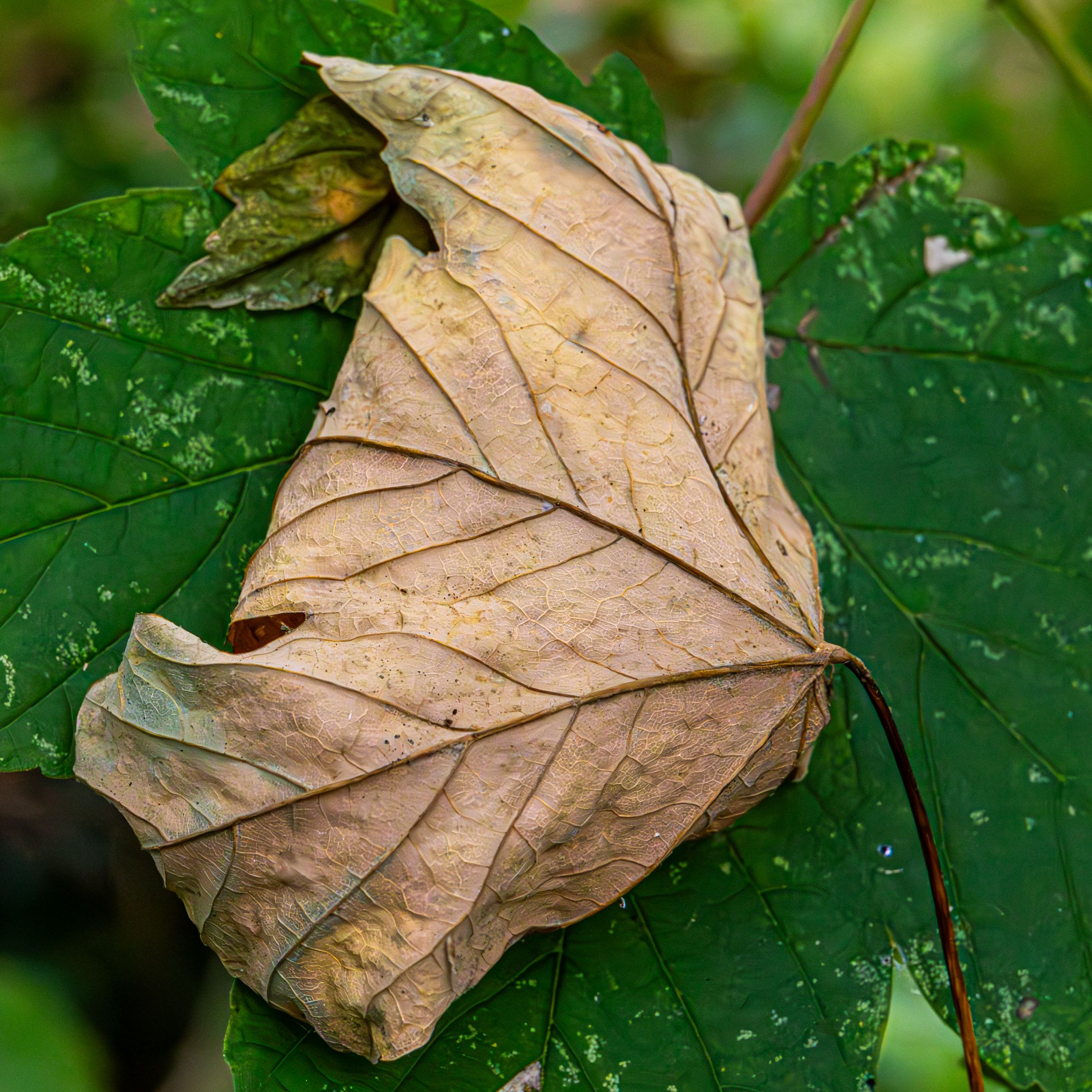 a brown leaf, dried, on top of a green leaf