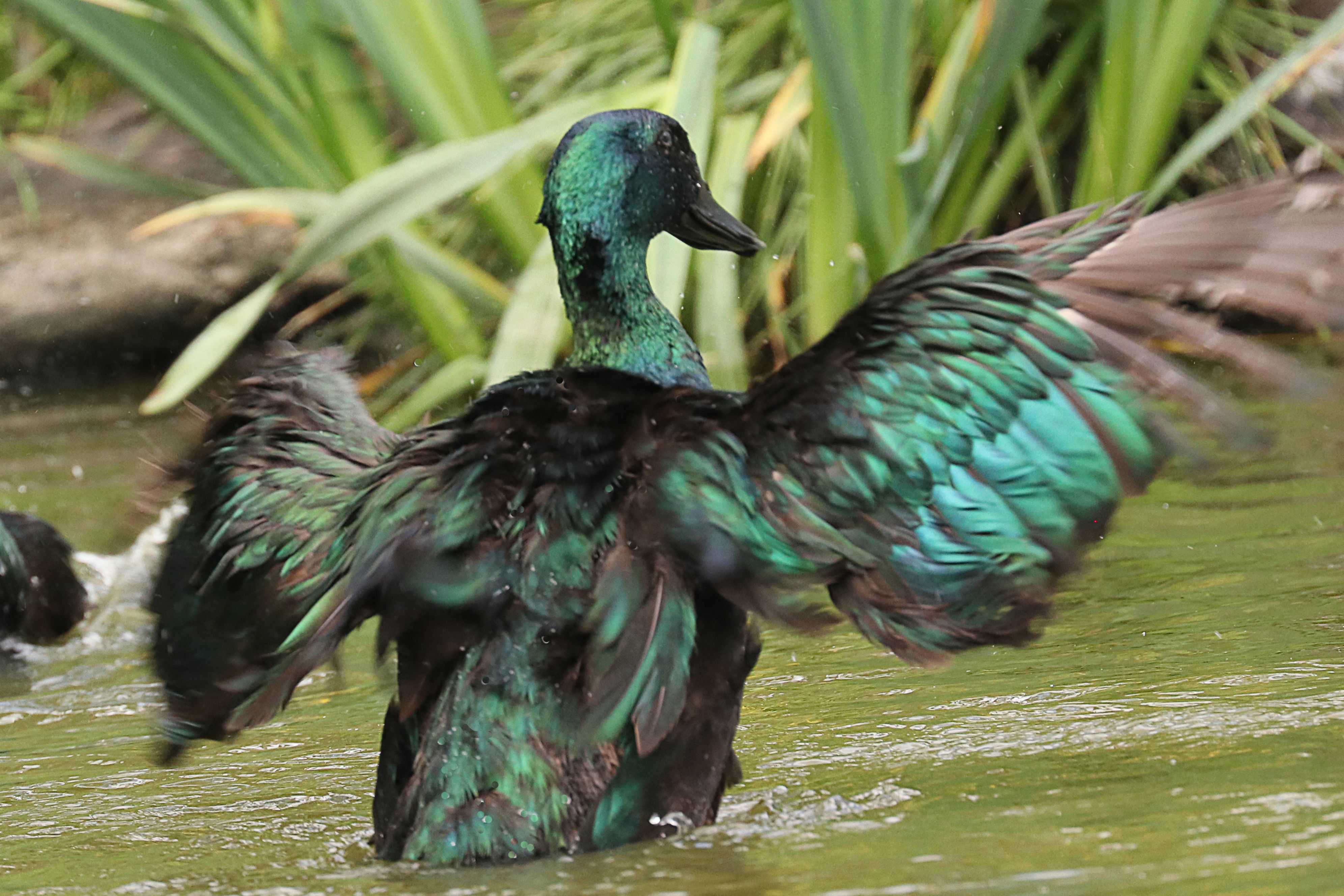 a bird in flight out of water. brown and royal green wings look lovely. 