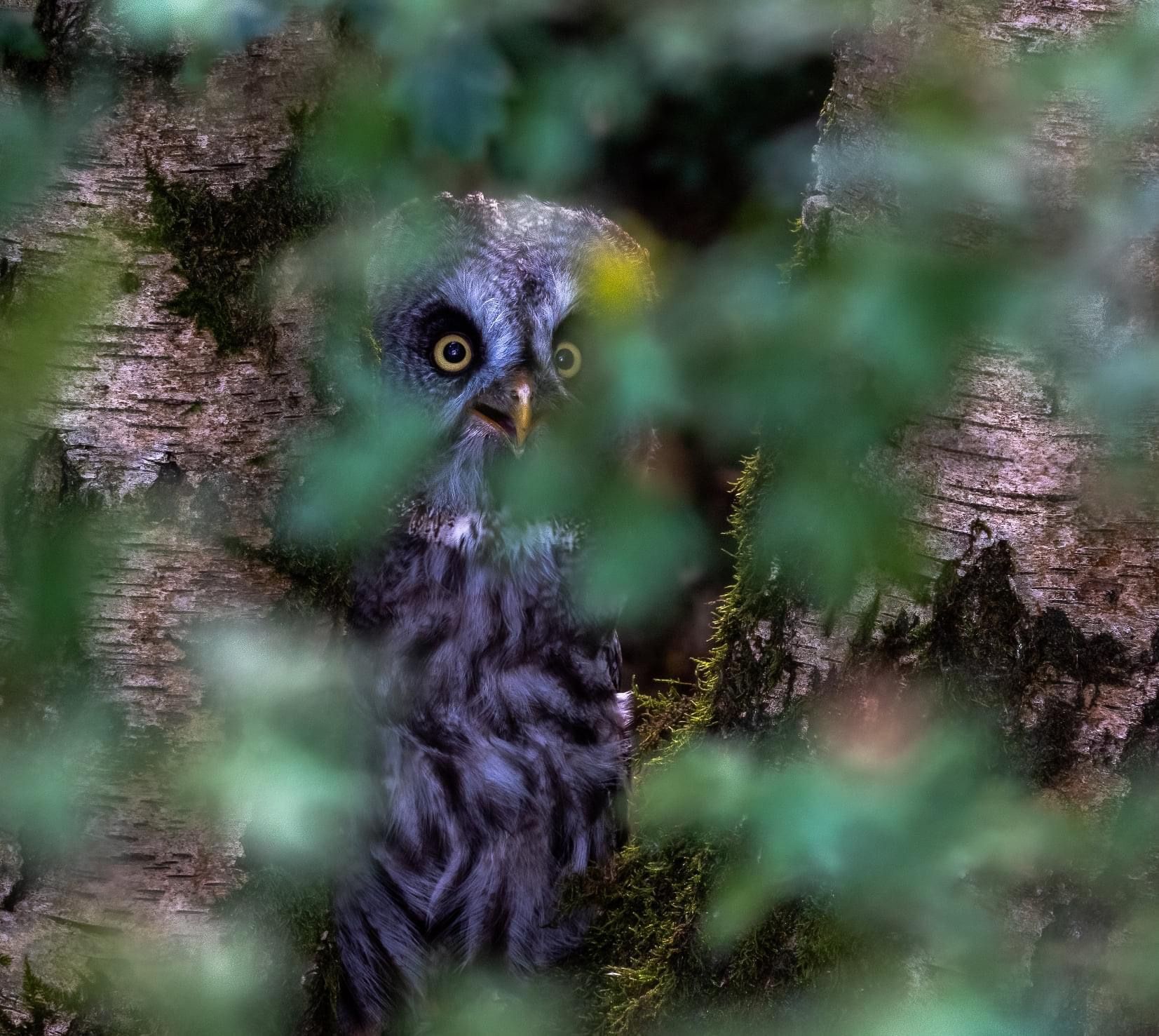 blurred foliage in the foreground, an owls head between two tree trunks in the background. 
