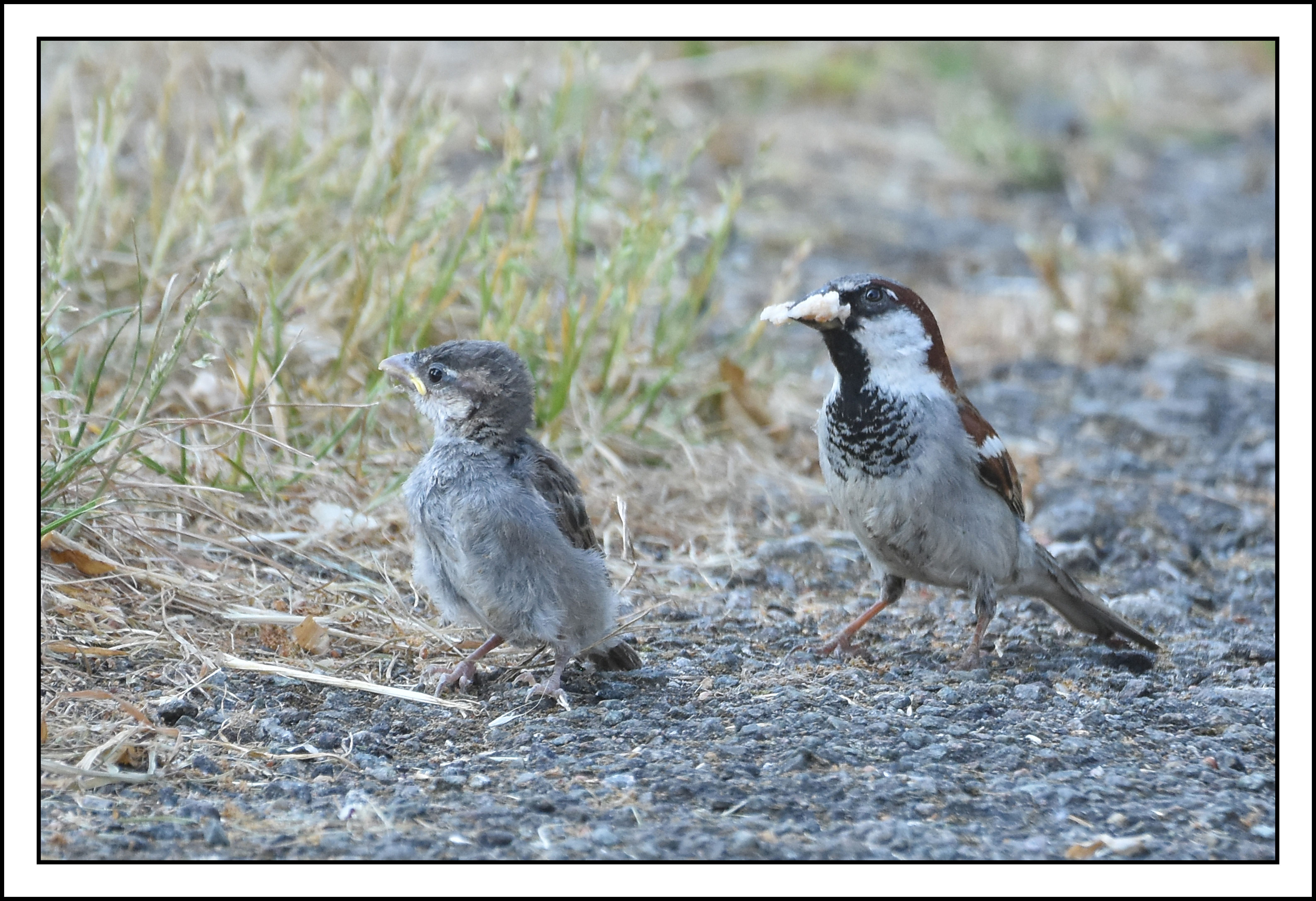 two grey/ black birds on dirt 