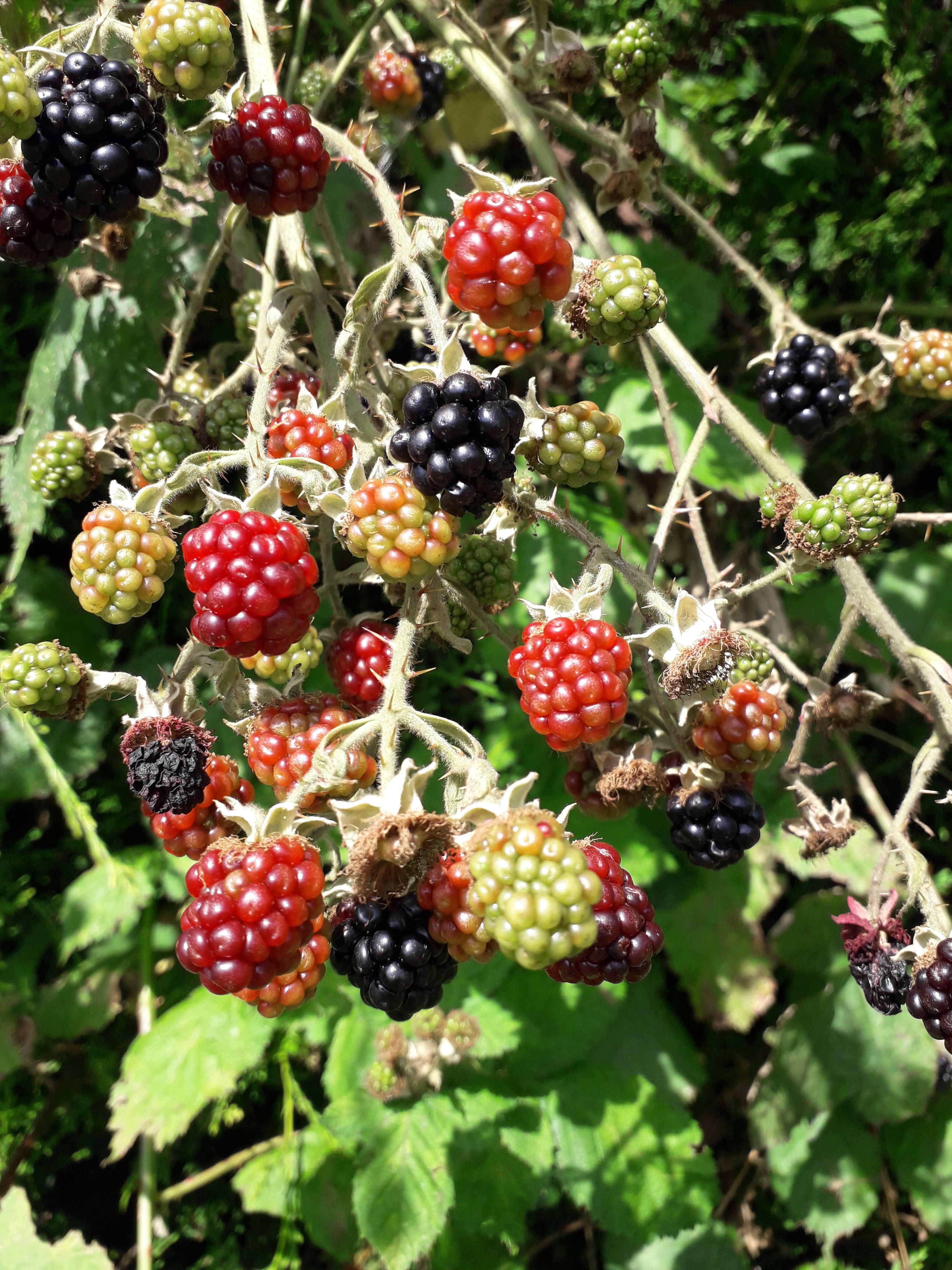 a bunch of blackberries at different stages of ripeness