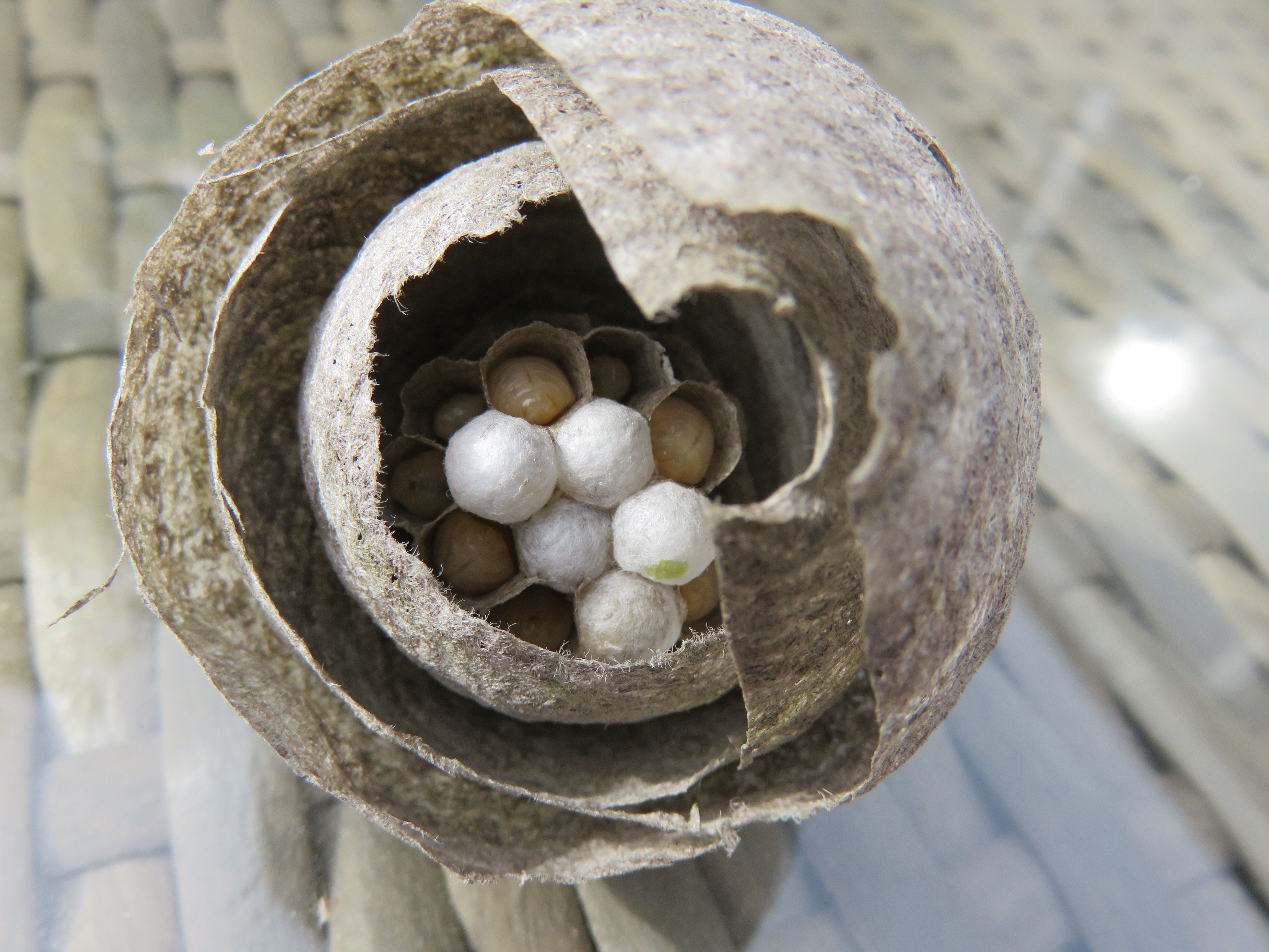 circular brown shells with eggs in middle 