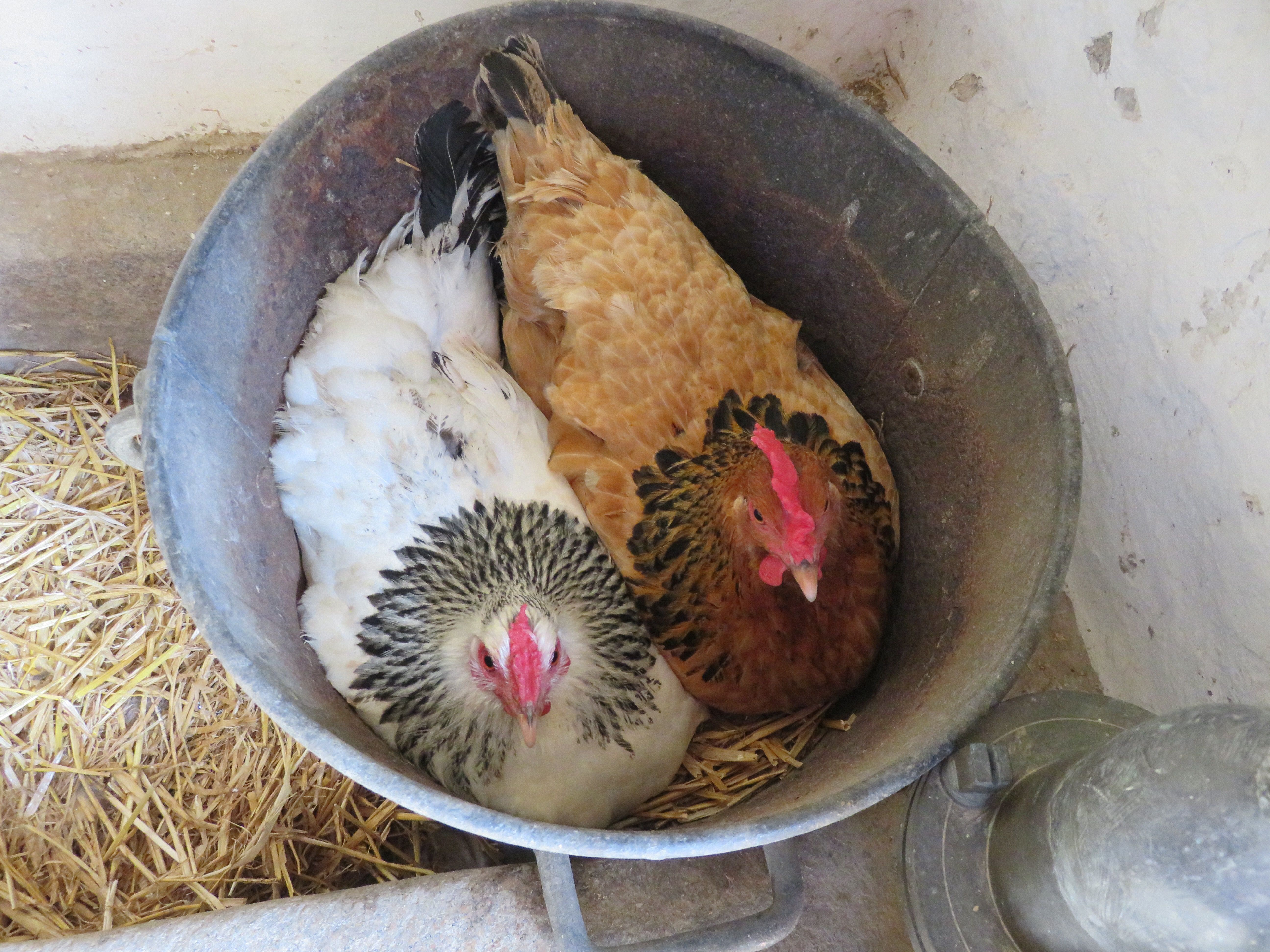 two hens in a silver bucket, photo taken from above 