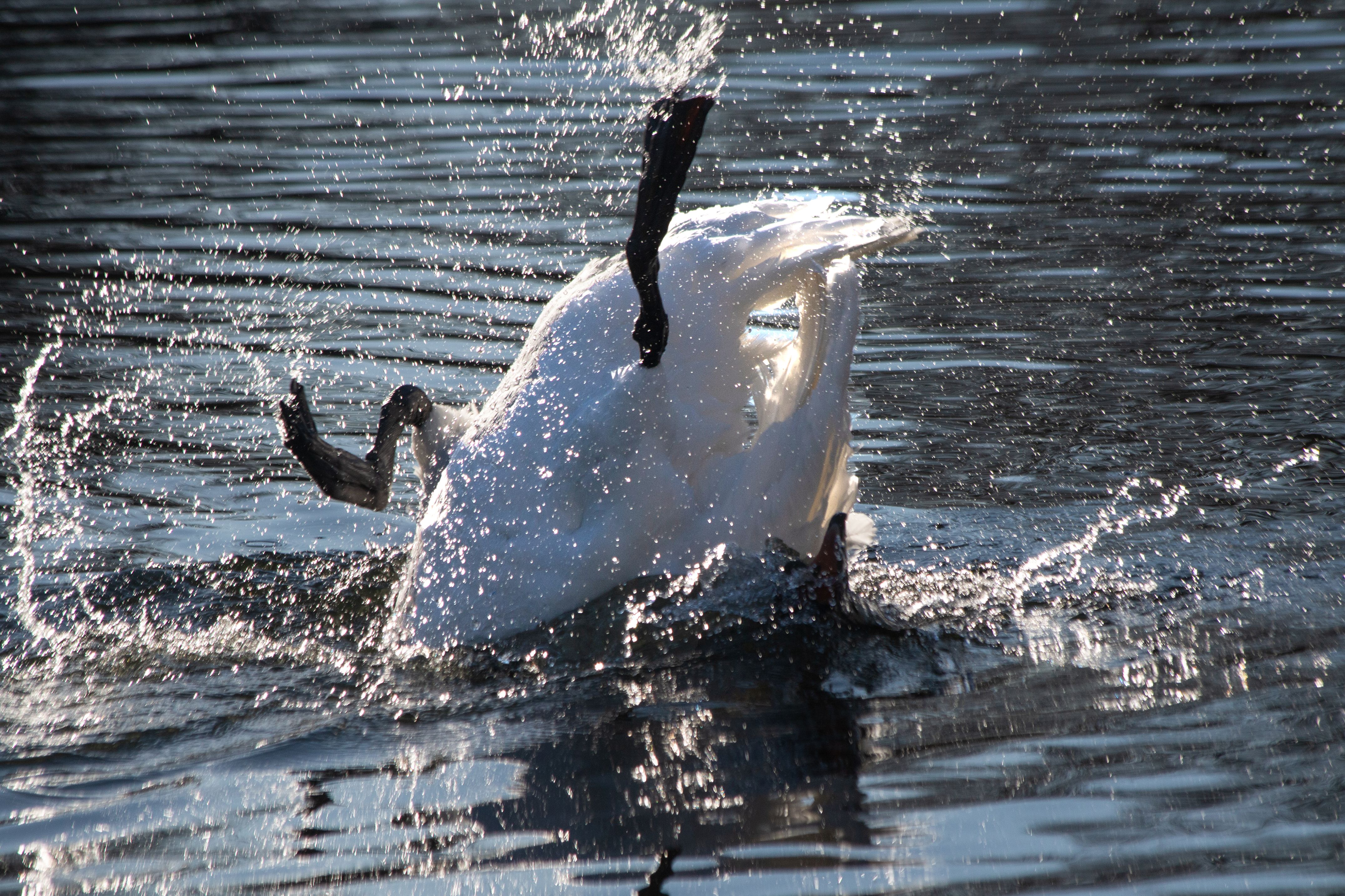 a swan with its head in the water and black webbed feet in the air. water splashing