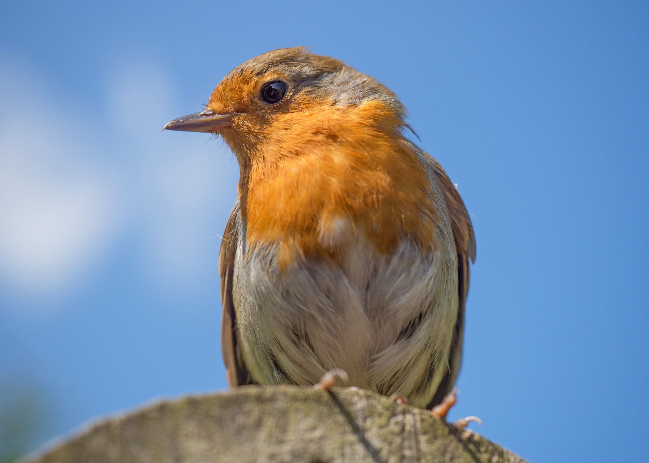 a close up photo of a red breasted robin against blue blurred sky in the background