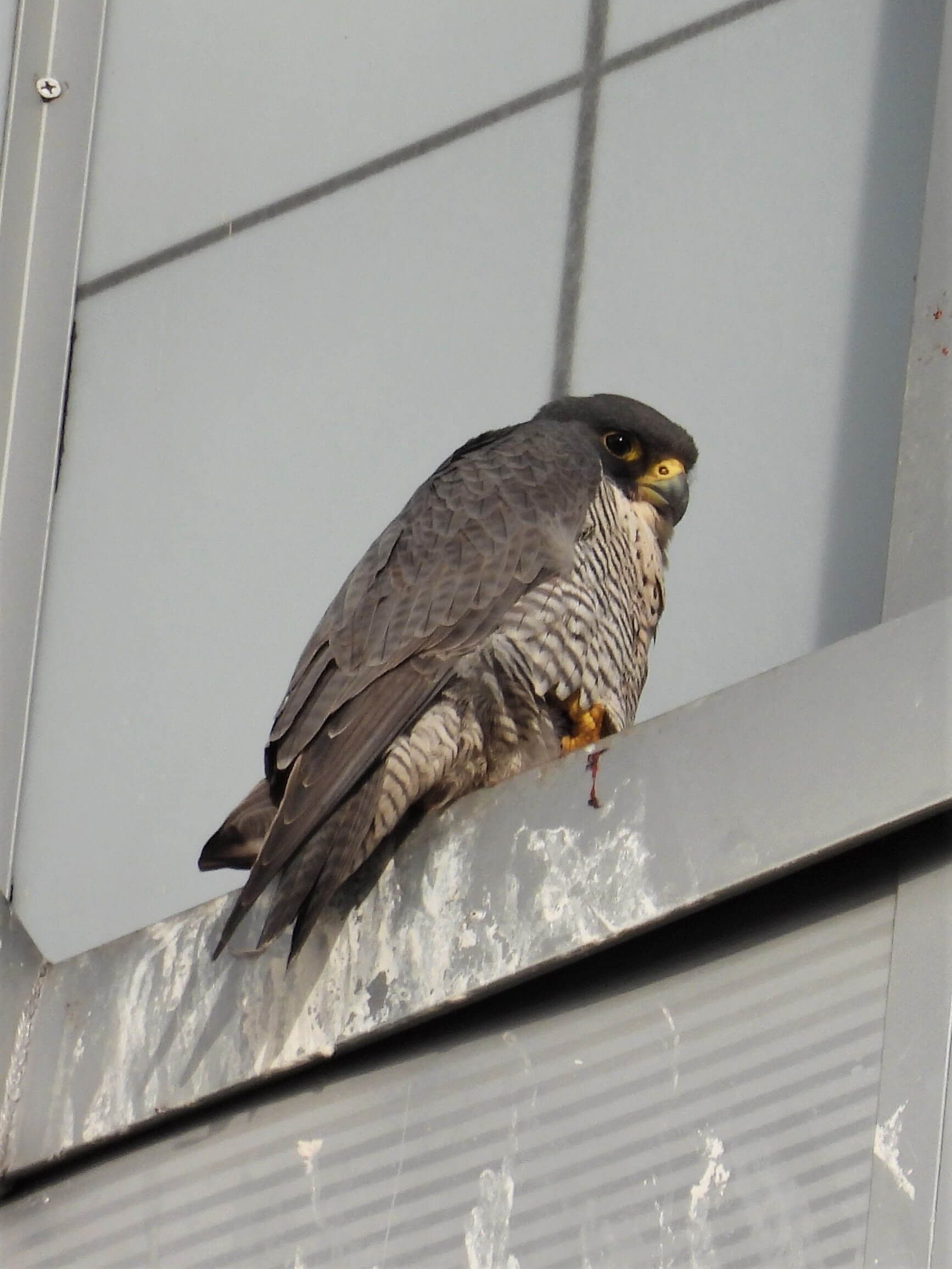 a brown and grey falcon on a building