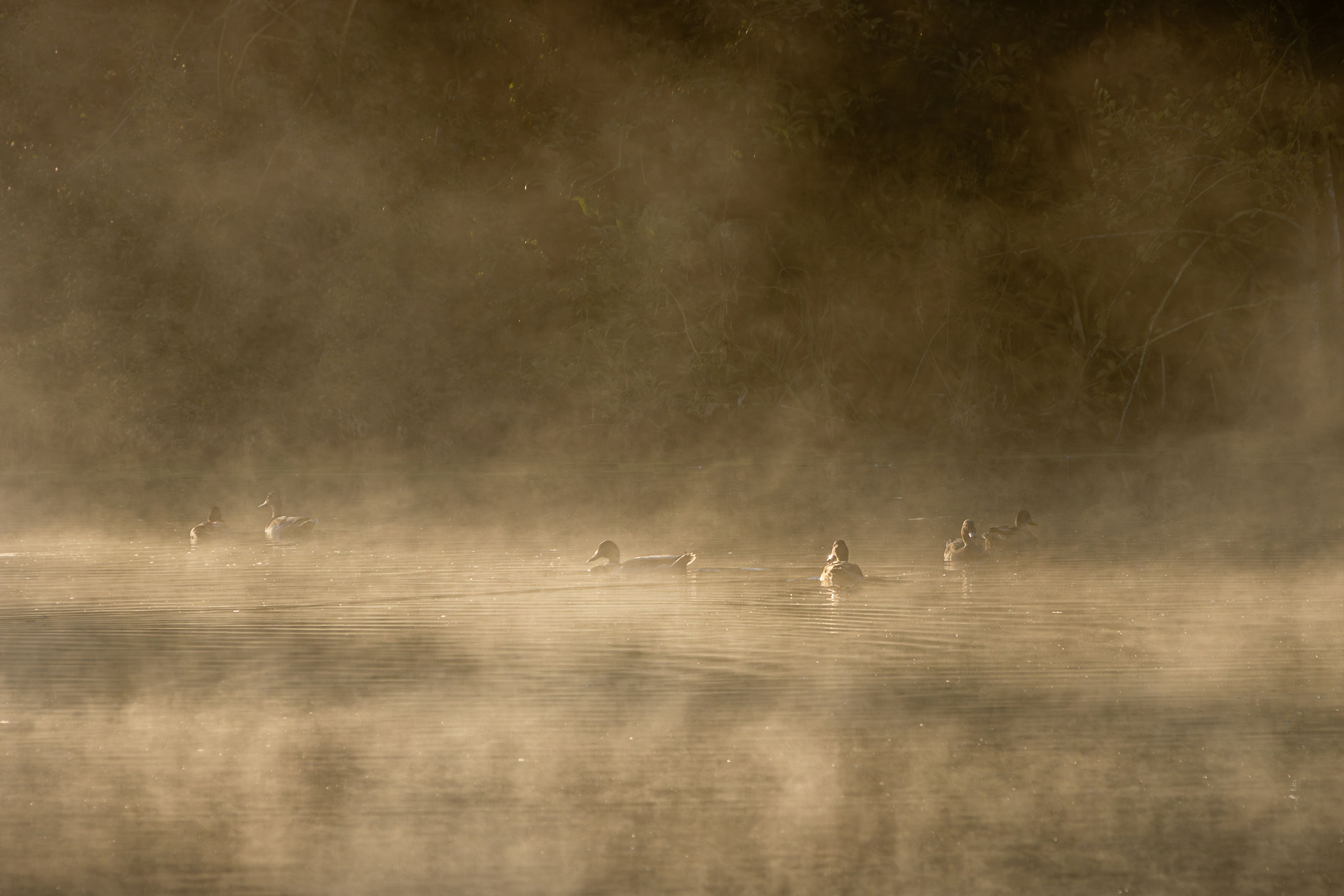 ducks on water with mist rising across the photo