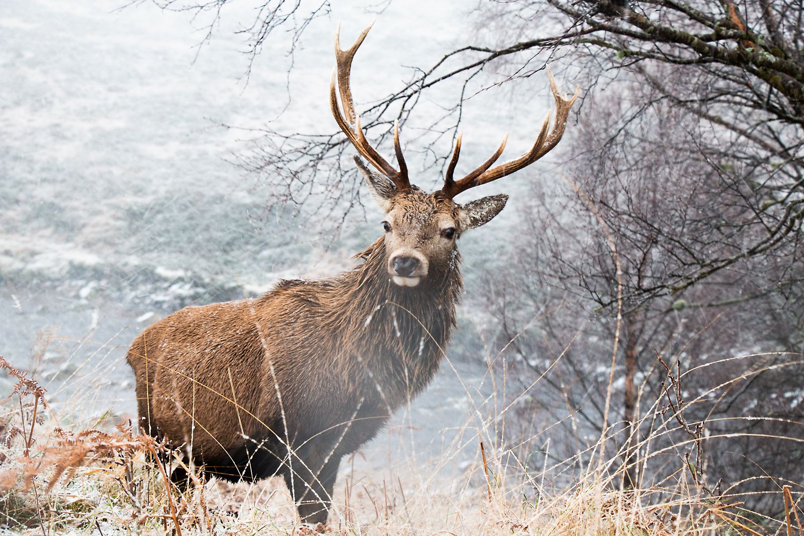 a big brown deer with huge antlers in a snowy scene