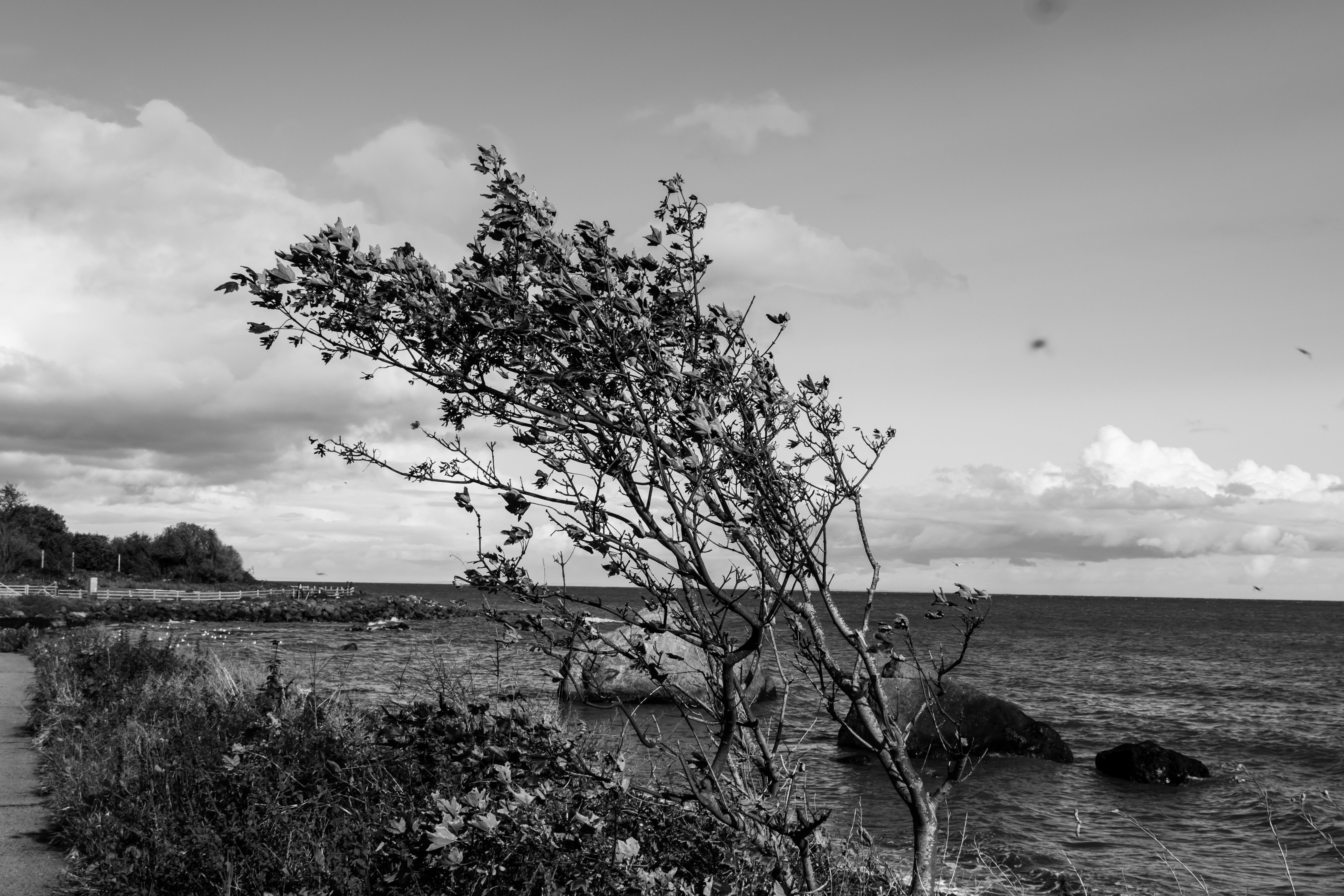 black and white photo of an almost leafless tree blowing in the wind on the coast