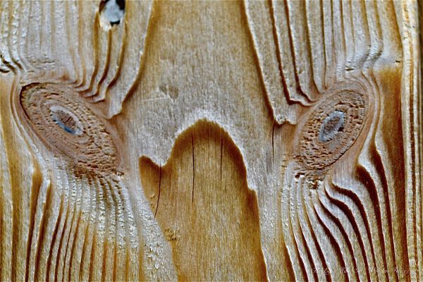 a wooden tree trunk with patterns