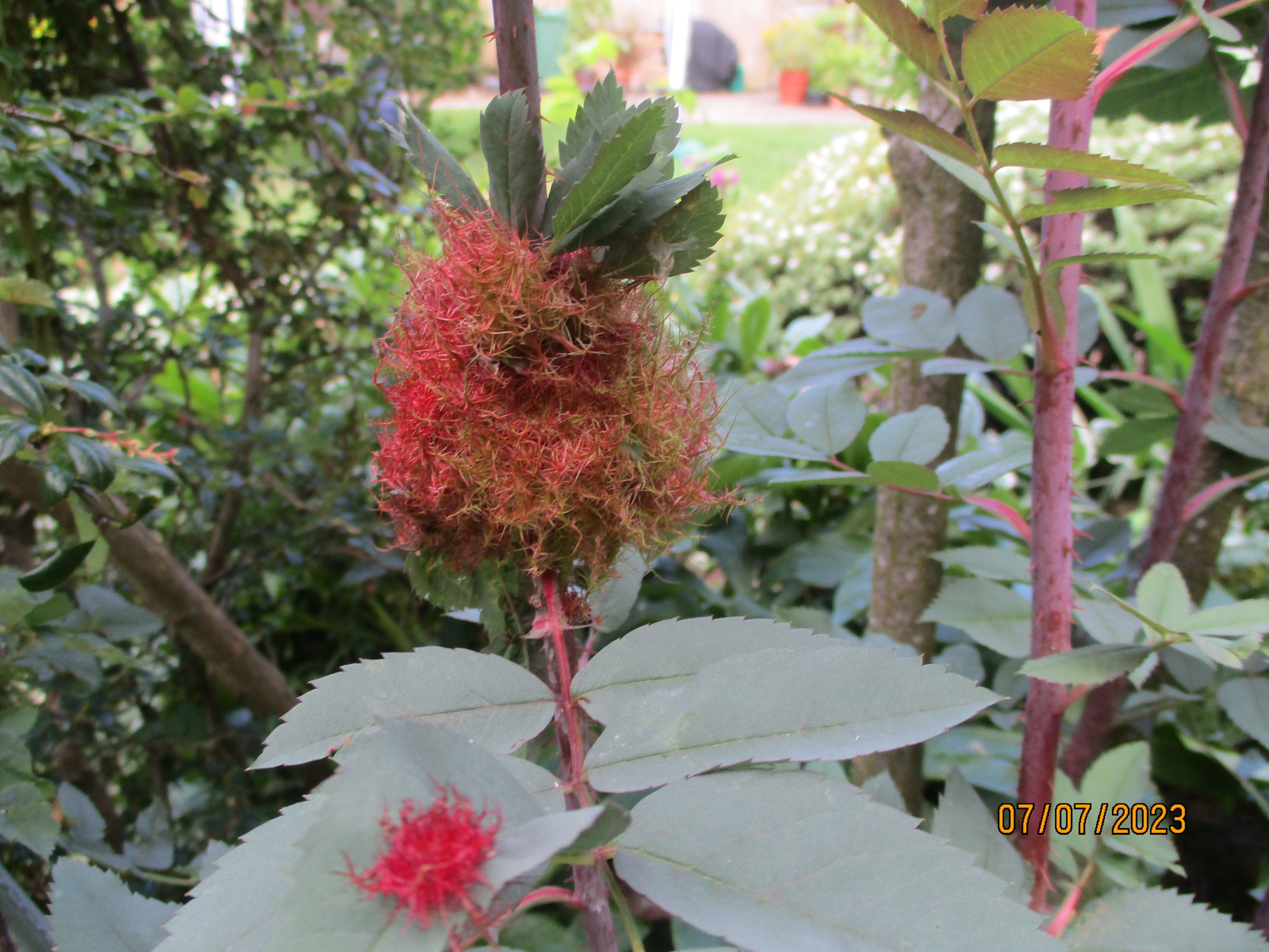 a red moss like growth on the top of a plant
