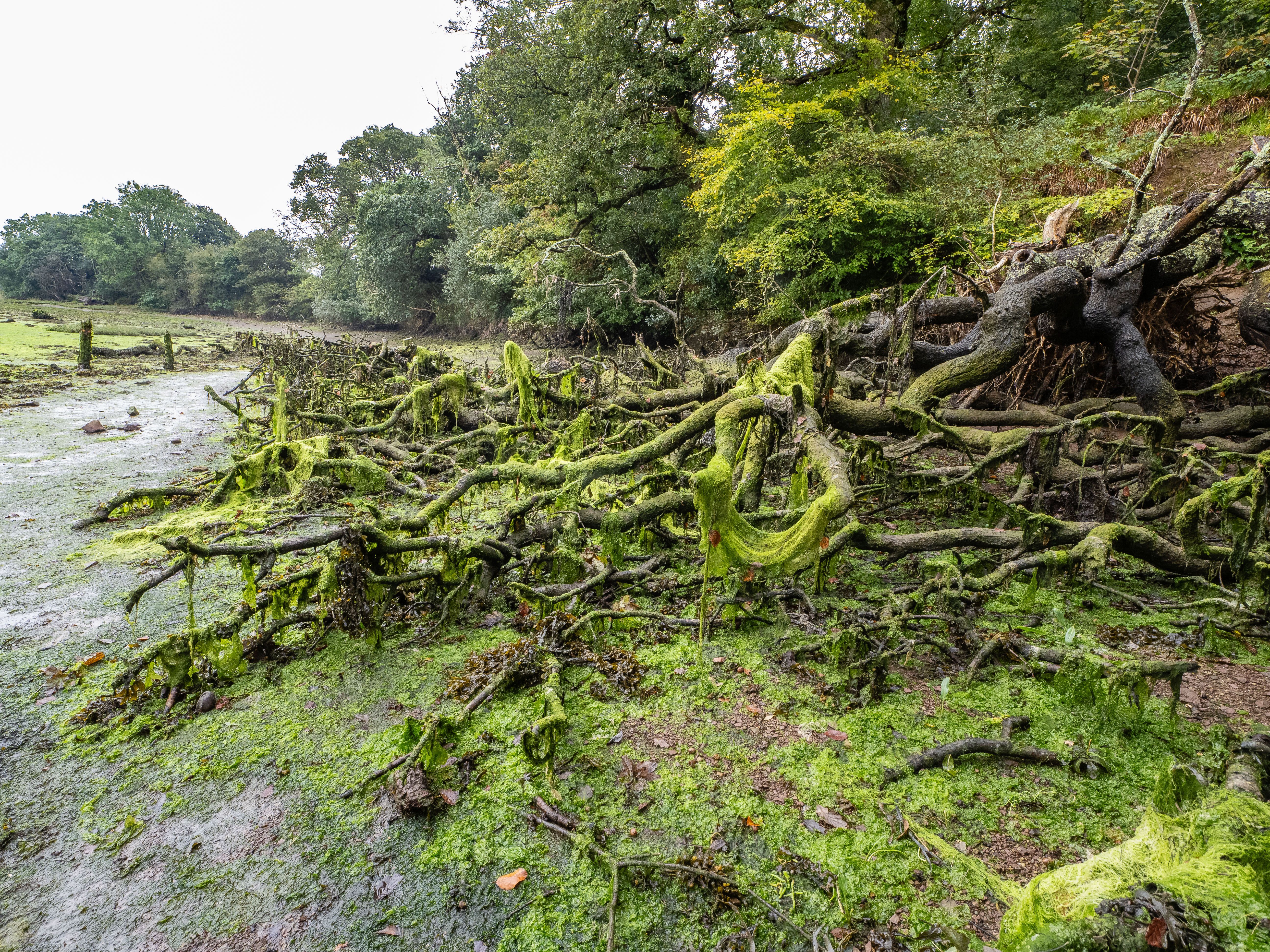 twisted branches covered in green seaweed and moss on the ground