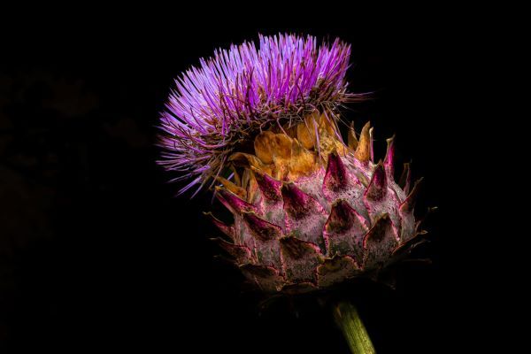 a black background with a pink spiky flower on it