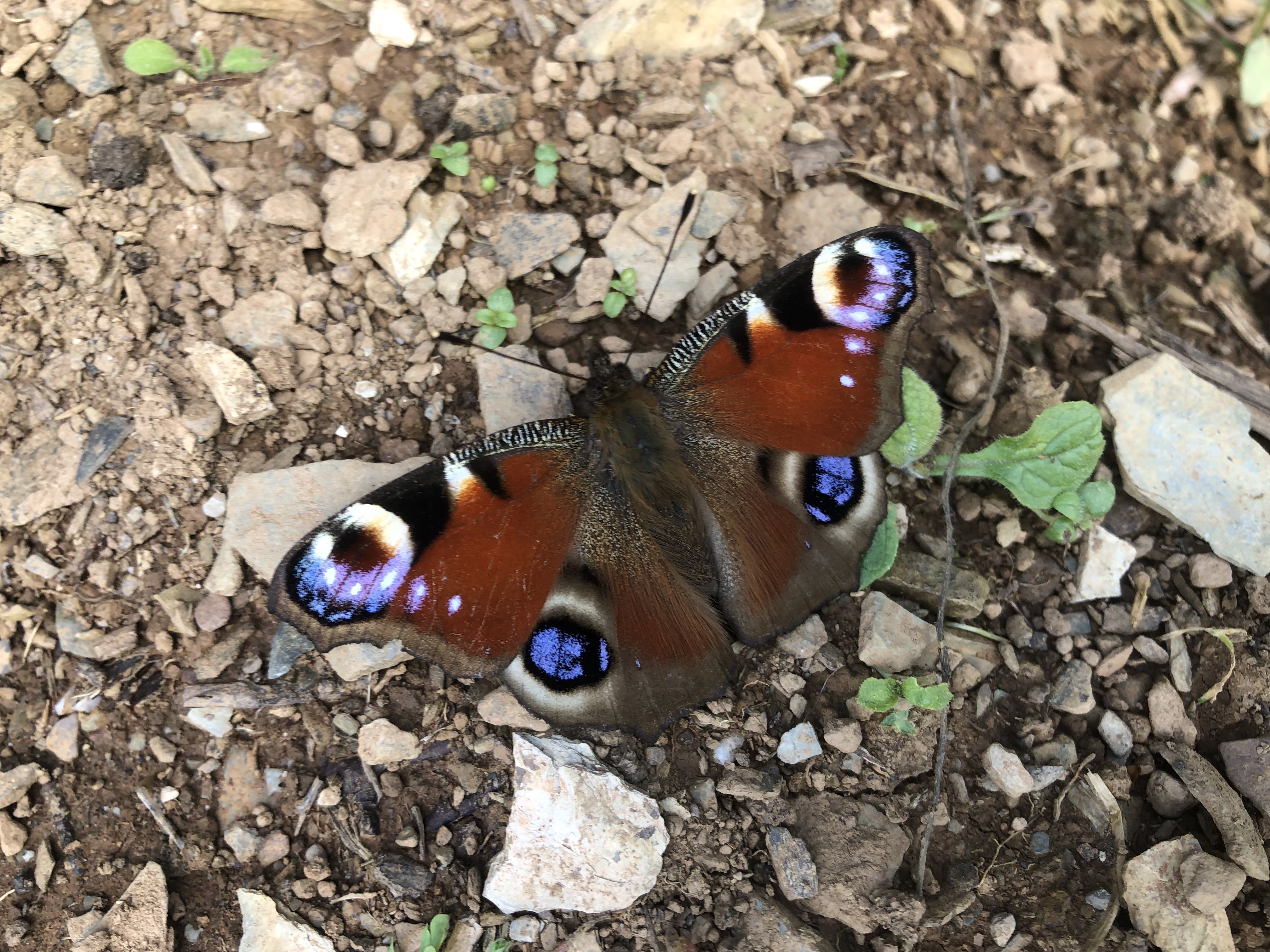 a birds eye view of a butterfly with its wings openn. Red wings with brown edges and purple/ black spots in each corner of the wings.
