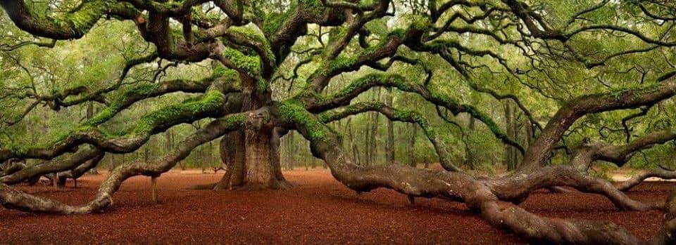 a huge tree with outreaching tangled branches with green moss covering them