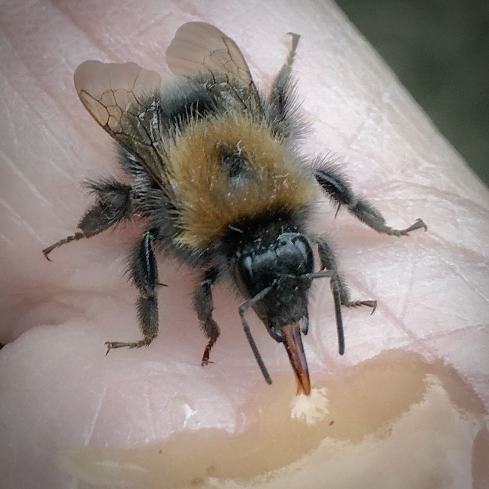a bee in someones hand zoomed in