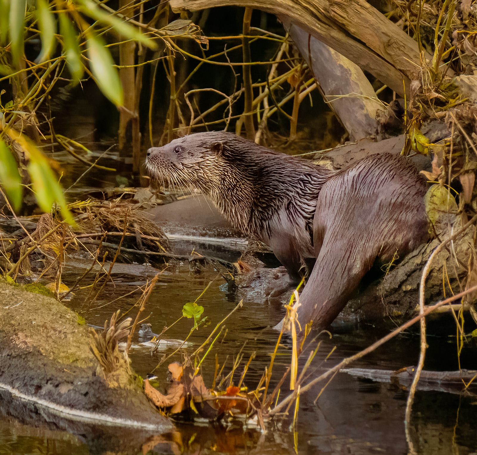 a wet otter looking to the left, in foliage and a river