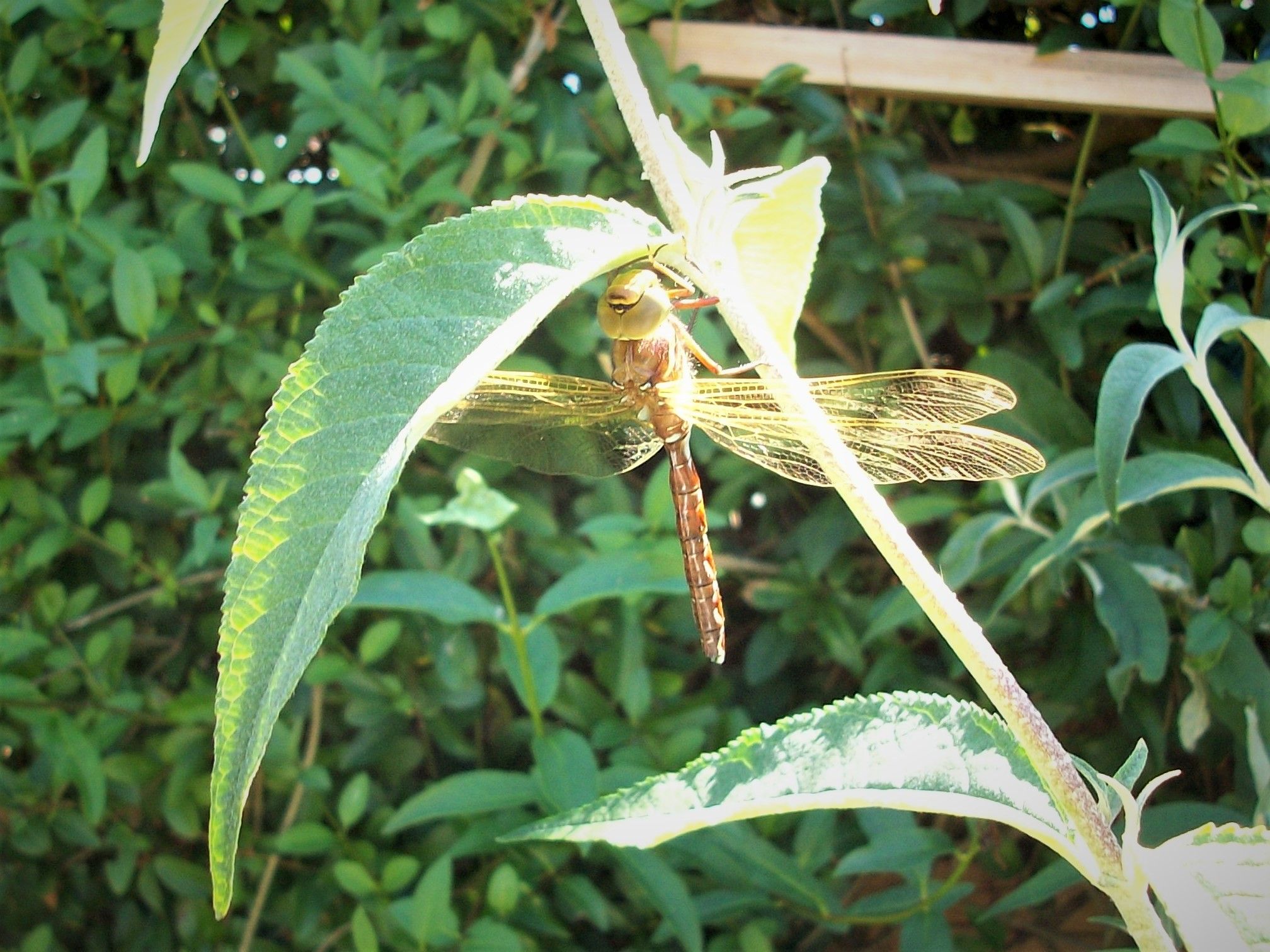 a big green leaf and a dragonfly under the leaf with a long brown body 