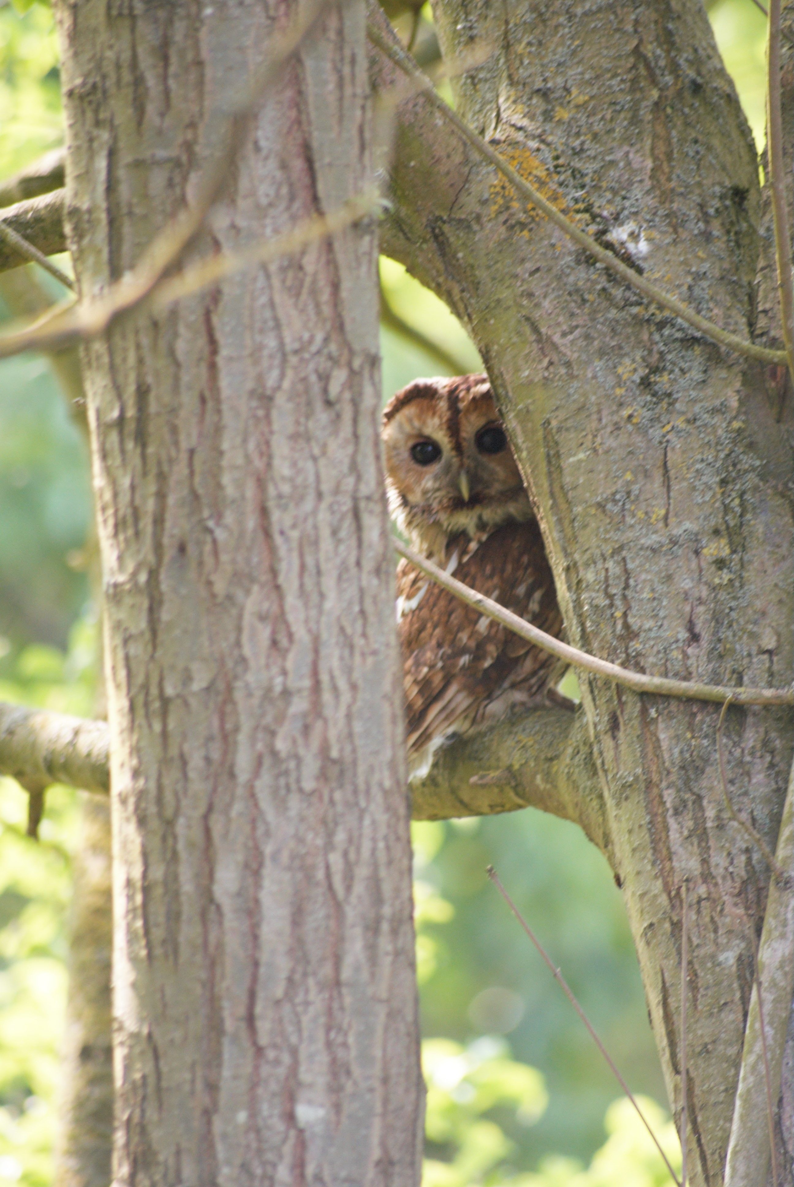 a brown owl hidden between two tree branches peering through the gap