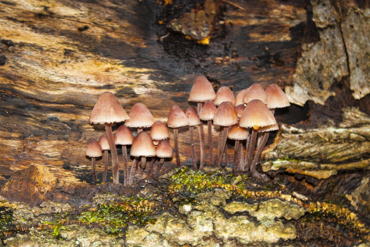 mushrooms in sunlight growing outside