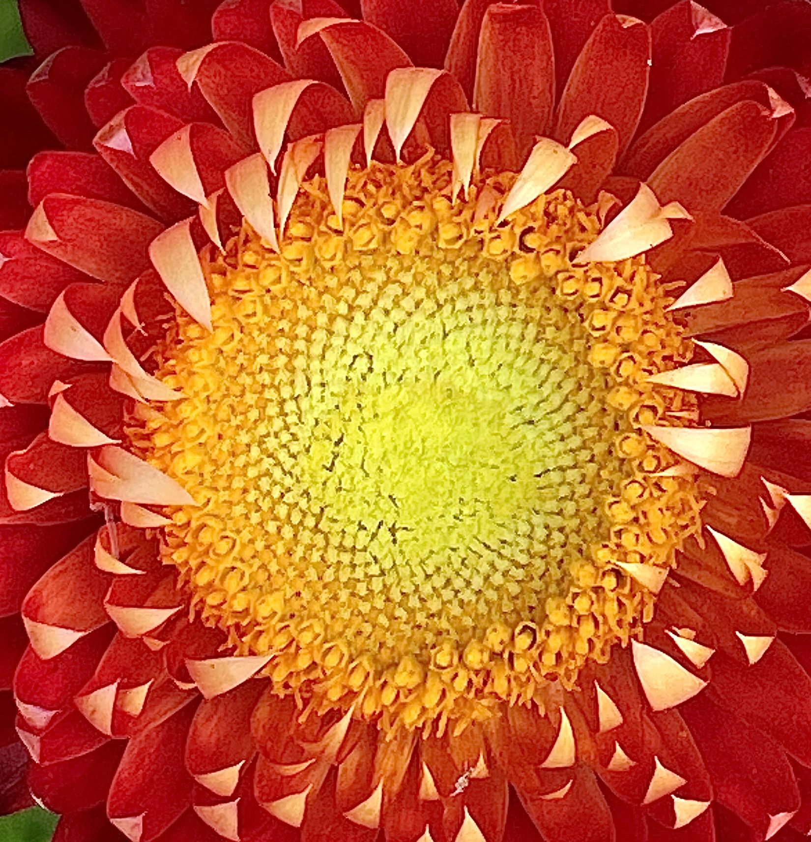A zoomed in photo of the inside of a sunflower, yellow in the middle with red petals