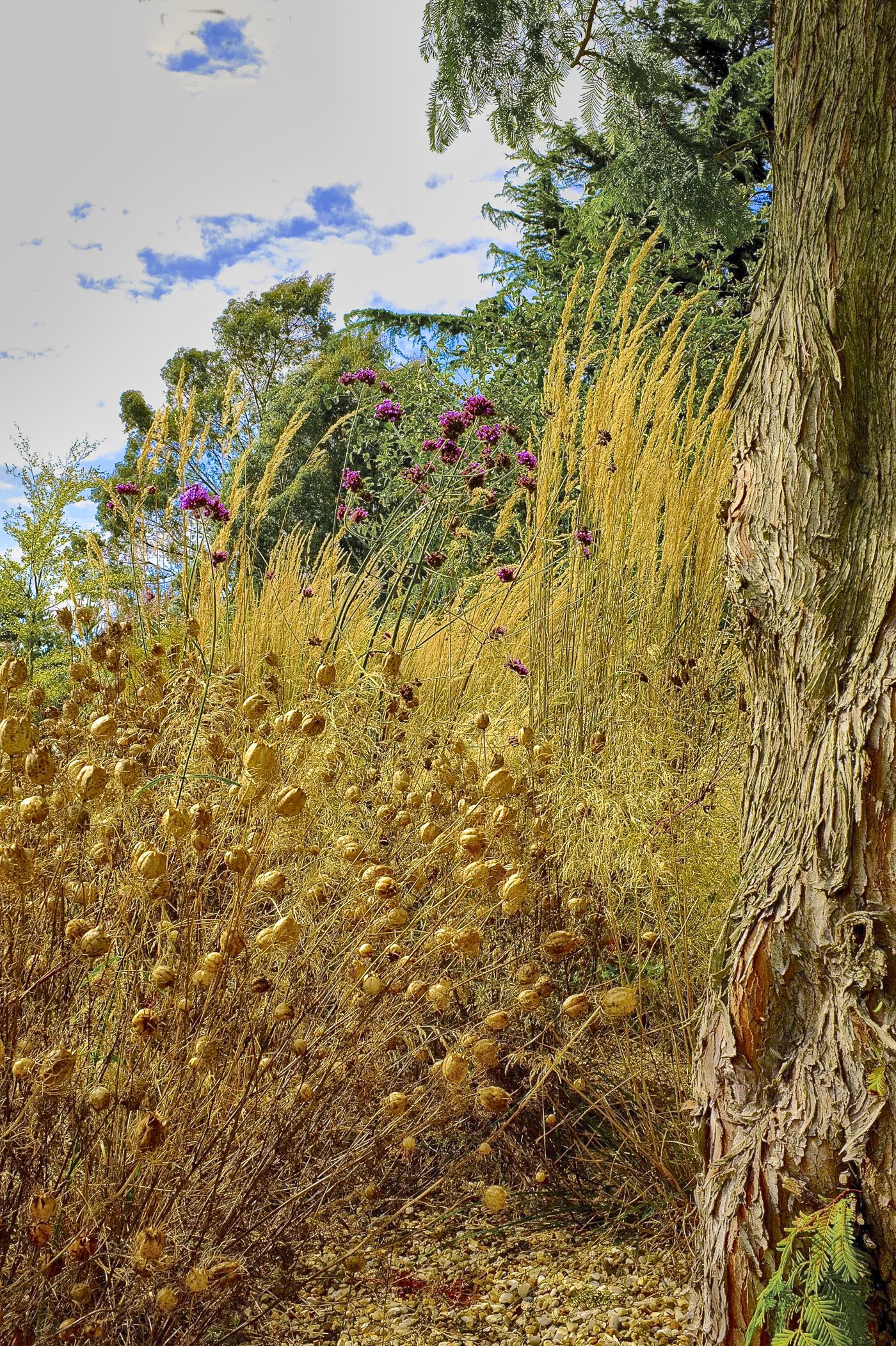 Yellowing dried foliage in the foreground, pink flowers in teh background. There is a tree stump on the right of the photo.