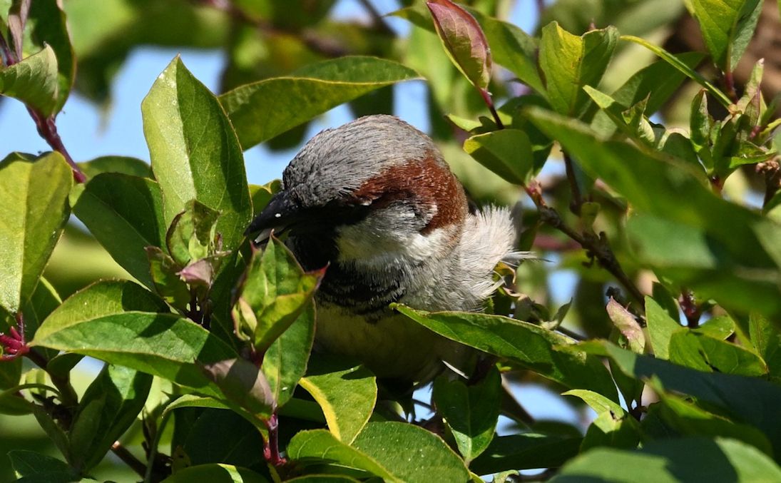 grey and brown bird buried in the branches/ leaves of a tree