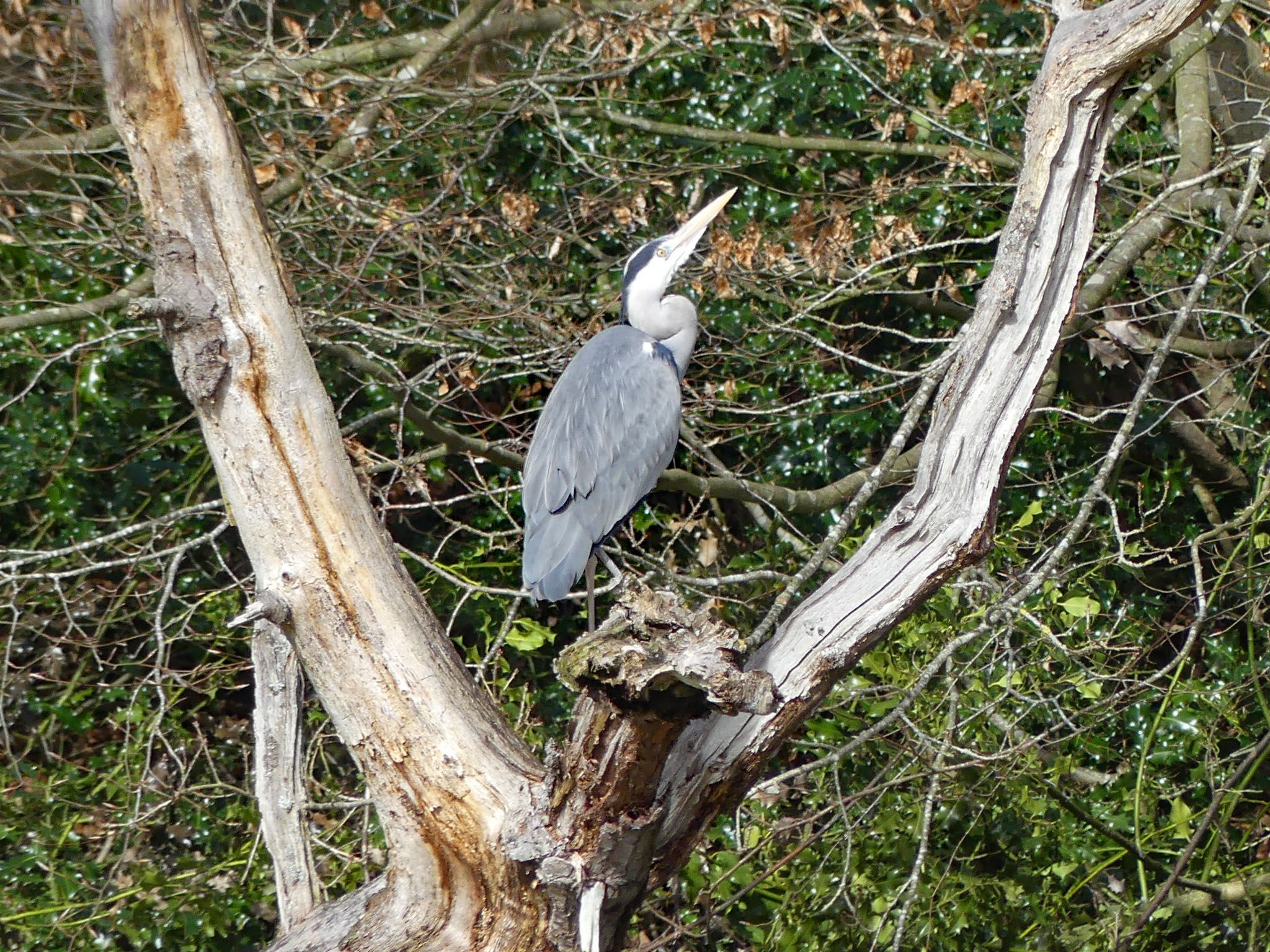a grey bird with a long white beak looking up at the sky between two tree branches