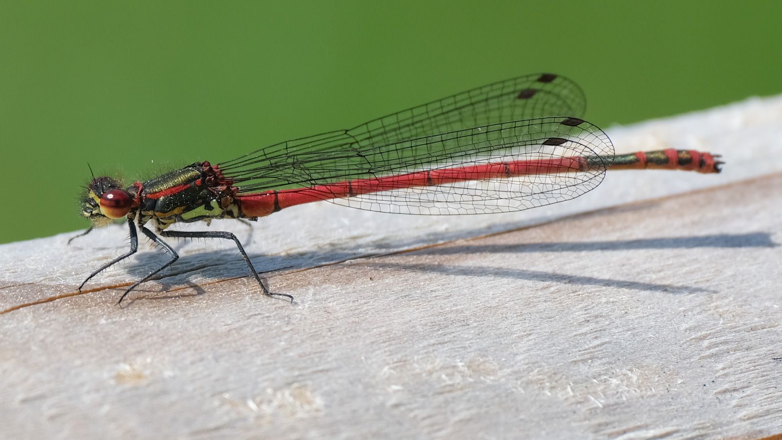 long red dragonfly with black long wings