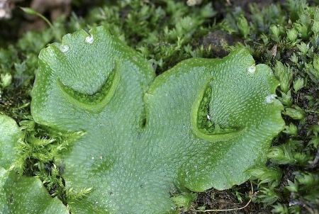 green plant which looks like smiling faces 