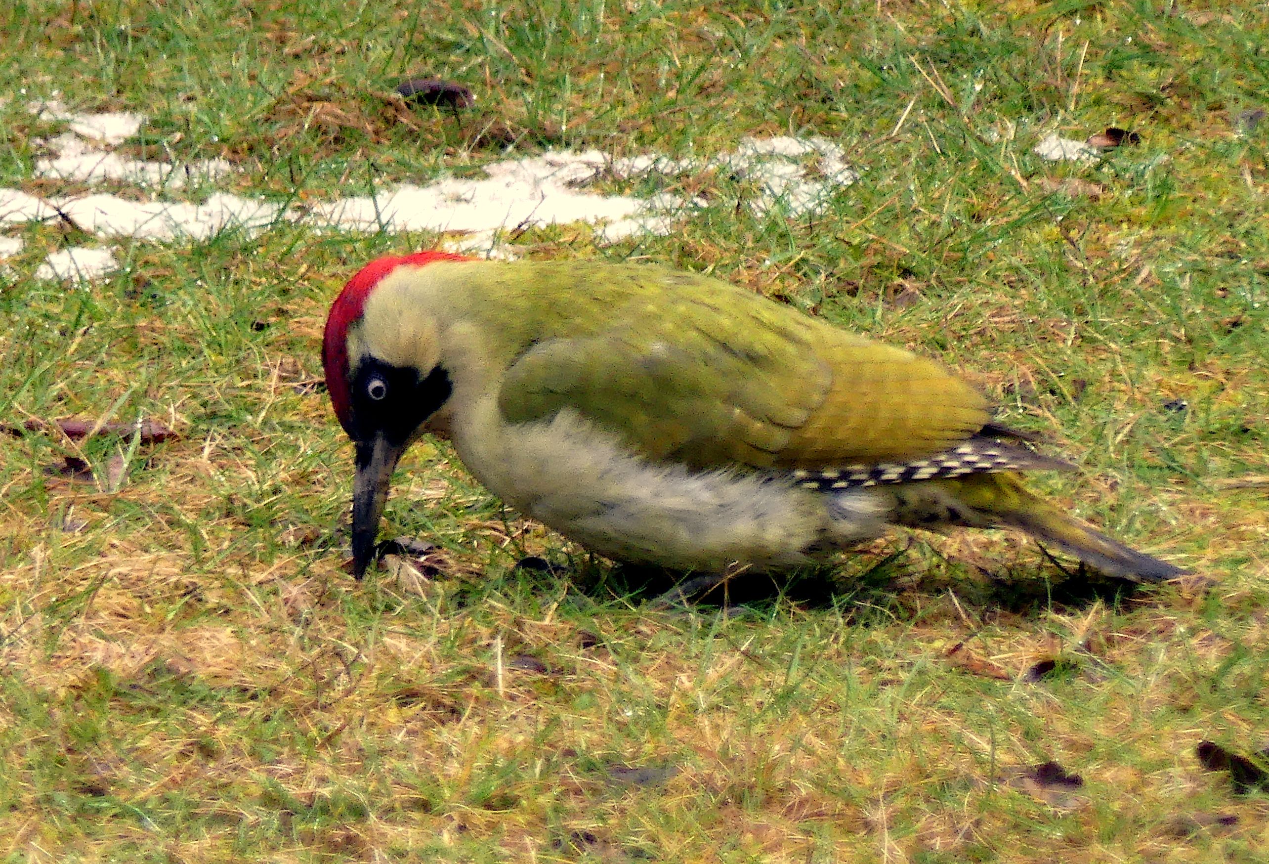 a yellow bird with a red head and black beak, which is pecking at the grass
