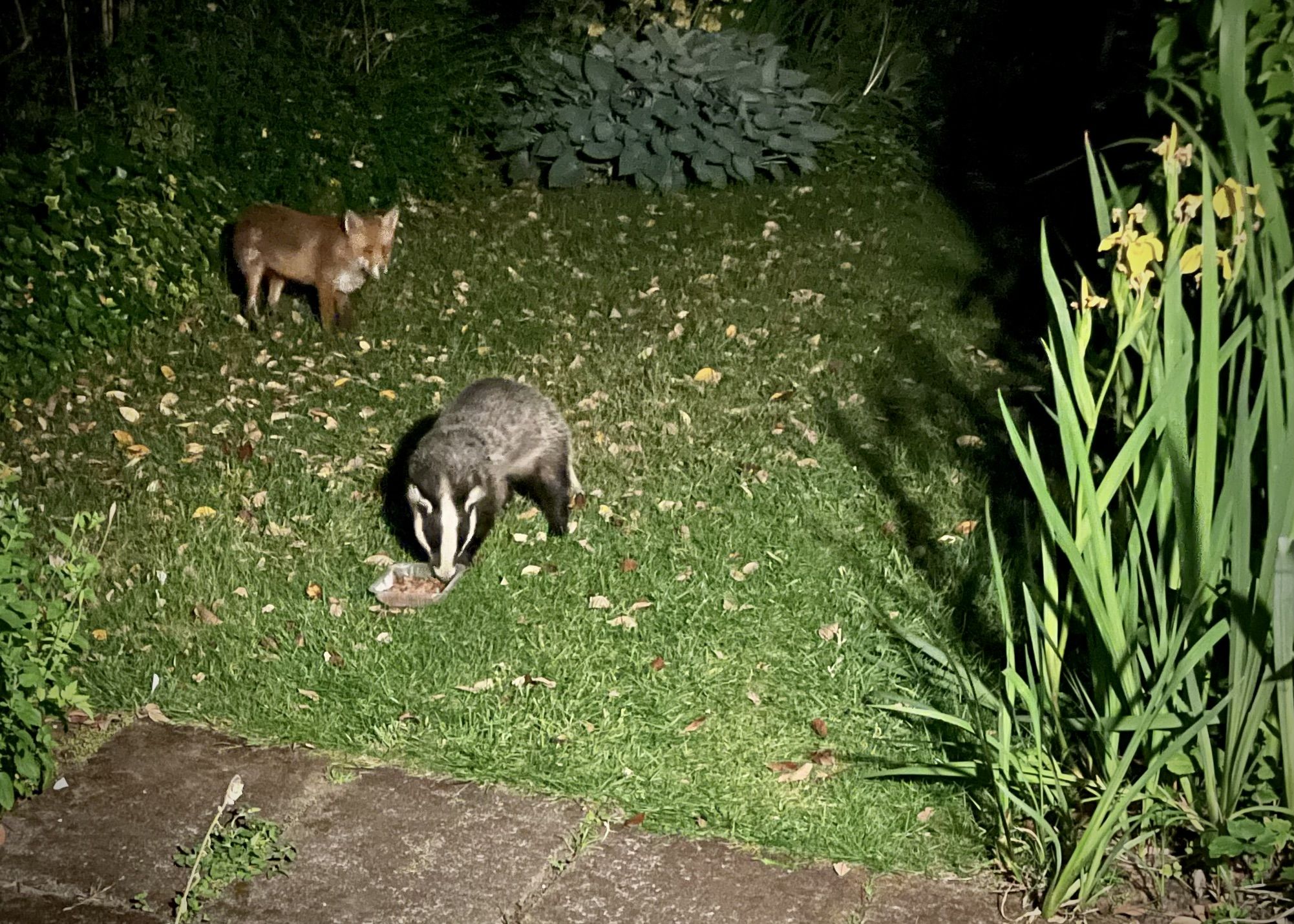 a badger and fox in a garden