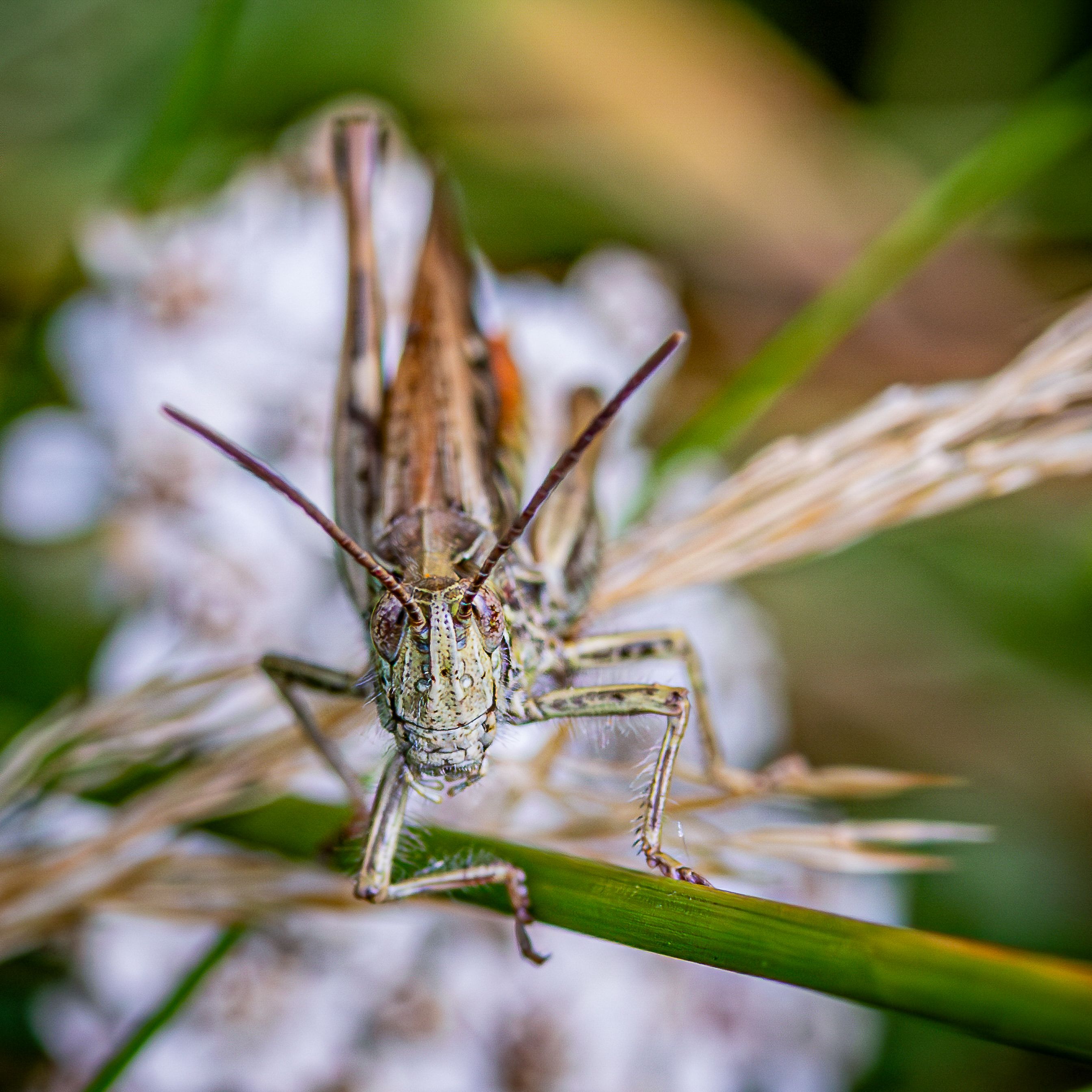 a big with spindly legs on a stem, with long stick atennae coming off its head