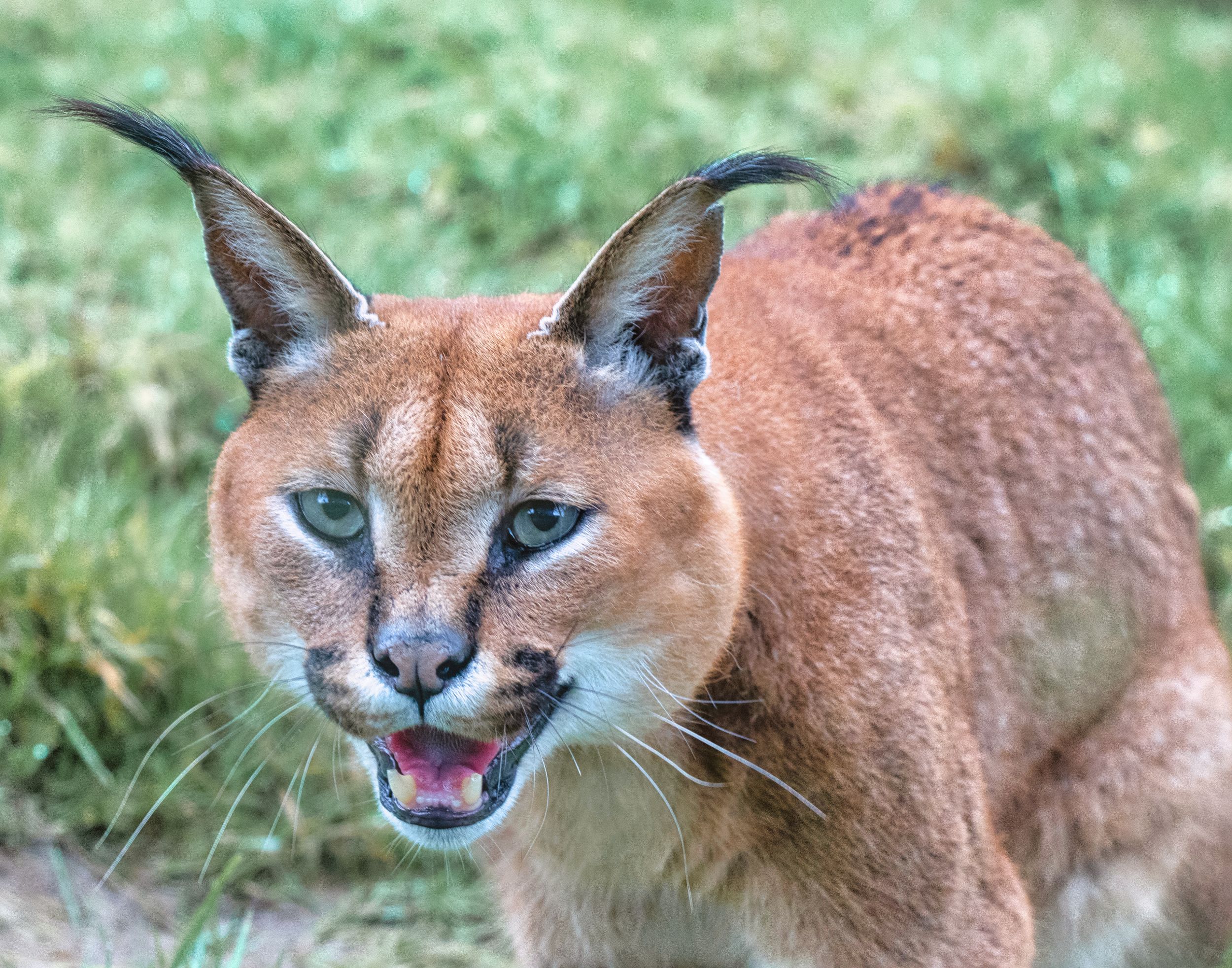 a scary looking red/ brown cat like animal with big pointy ears snarling at the camera