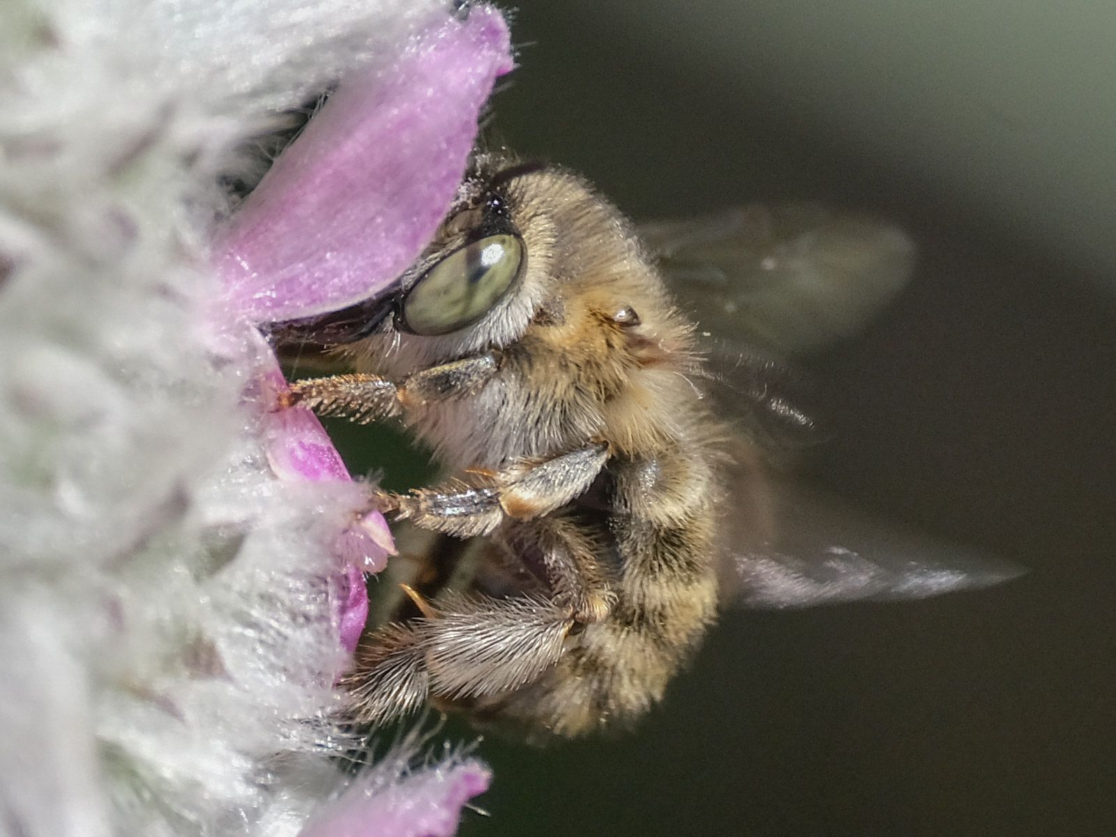 small furry bee on a flower