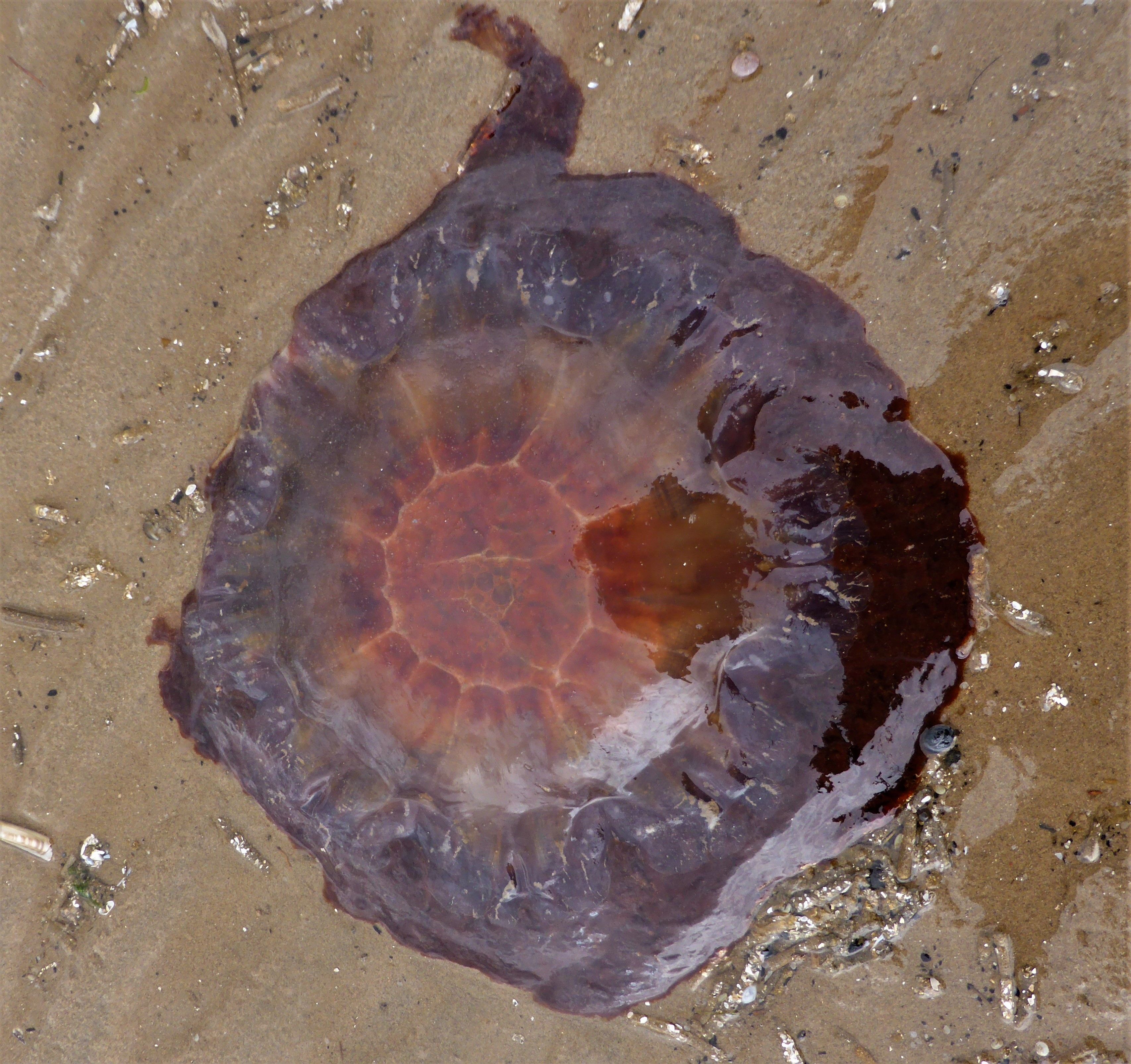 a dark brown shiny jellyfish flat on sand, with a red ish centre