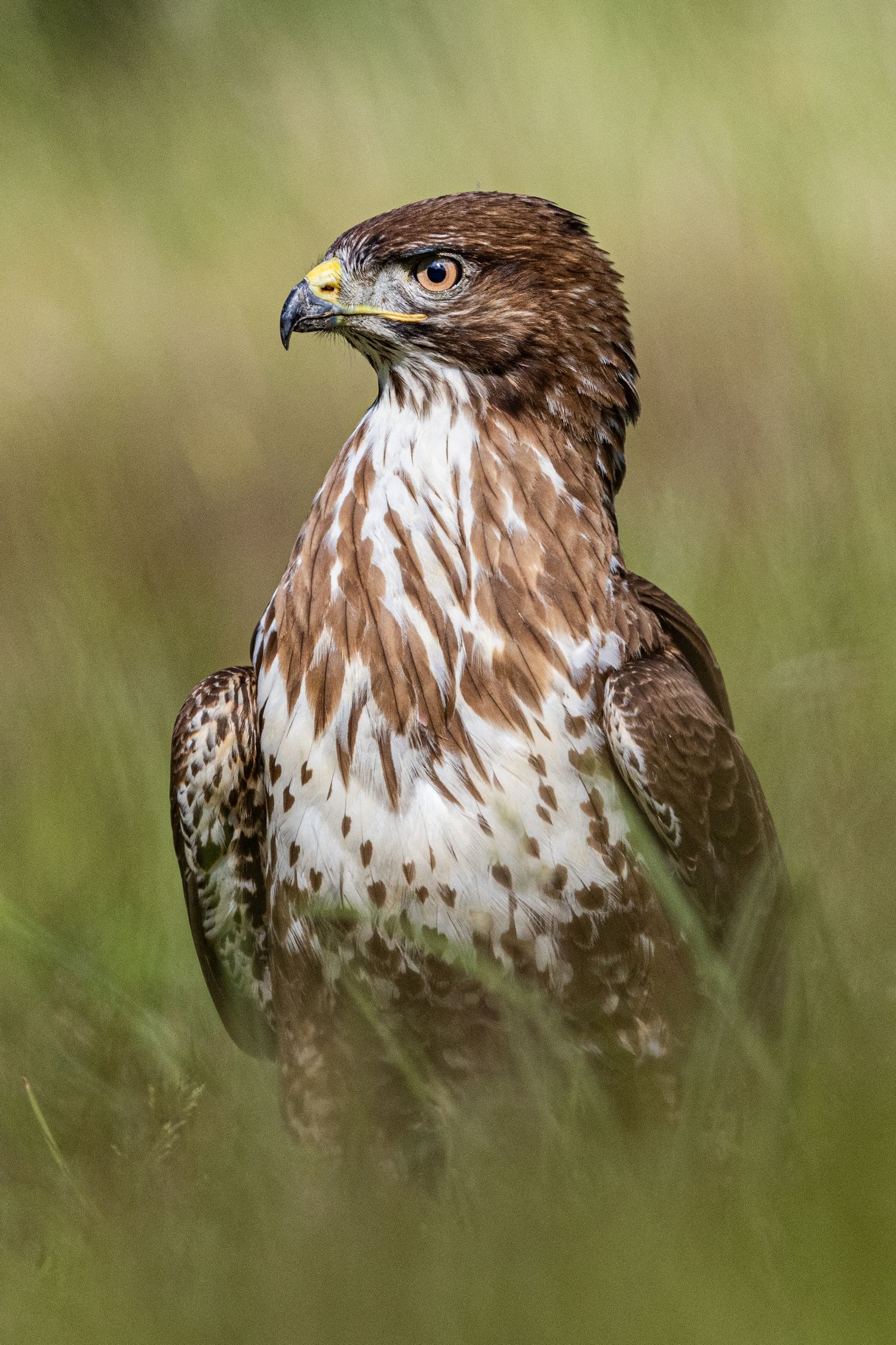 a big brown and white bird of prey looking to its left in the grass. sharp beak. 