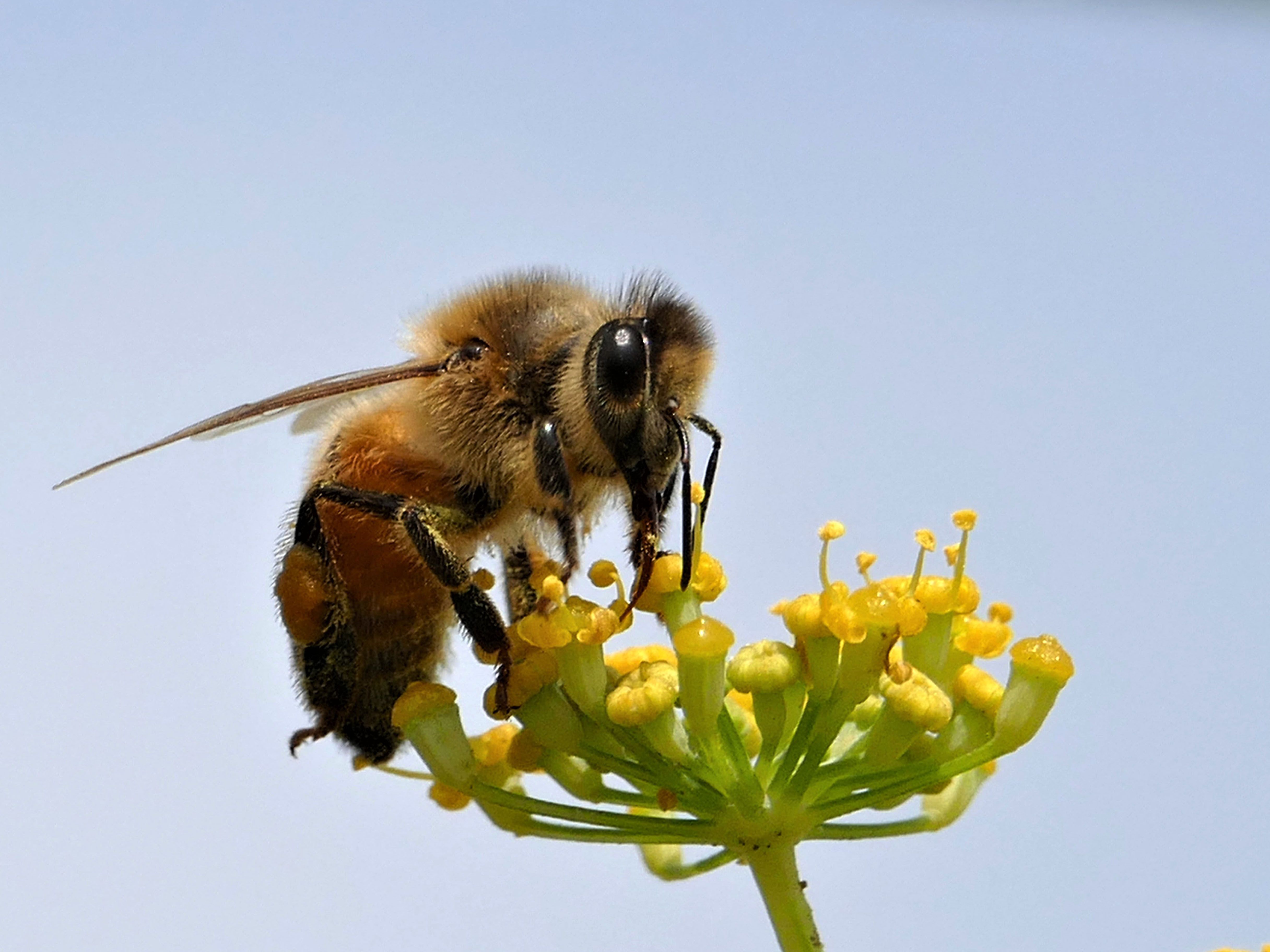 bumble bee on yellow flower