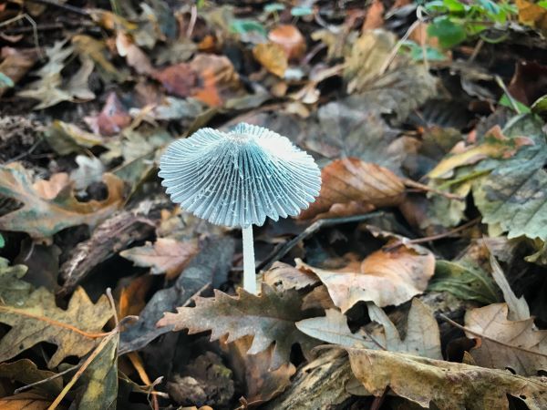 a  blue-ish white mushrom in autumn brown leaves