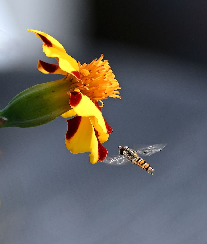 a small yellow orange and black fly going towards a yellow flower with red stripes on its petals