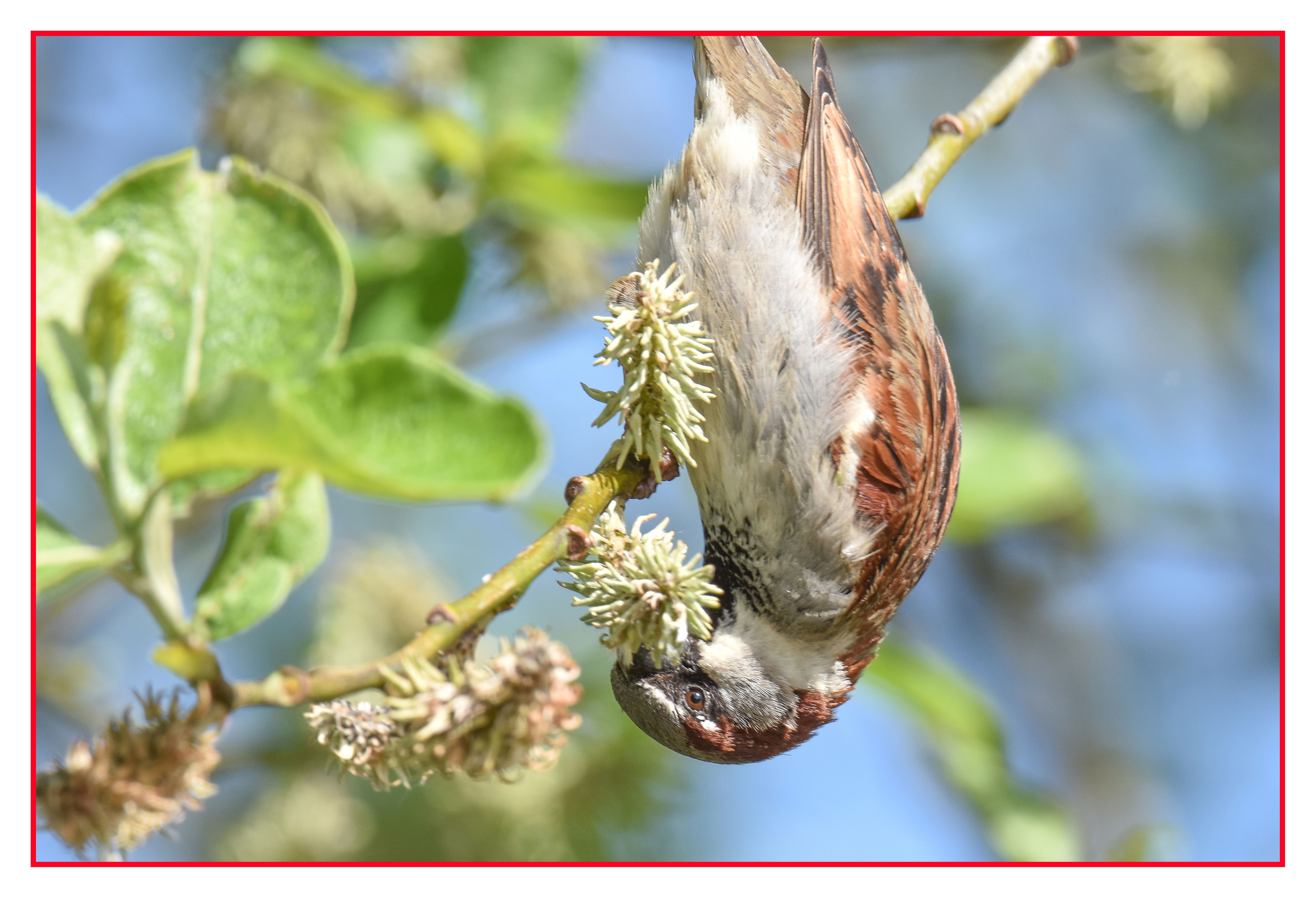a brown and white bird hanging upside down on a green branch