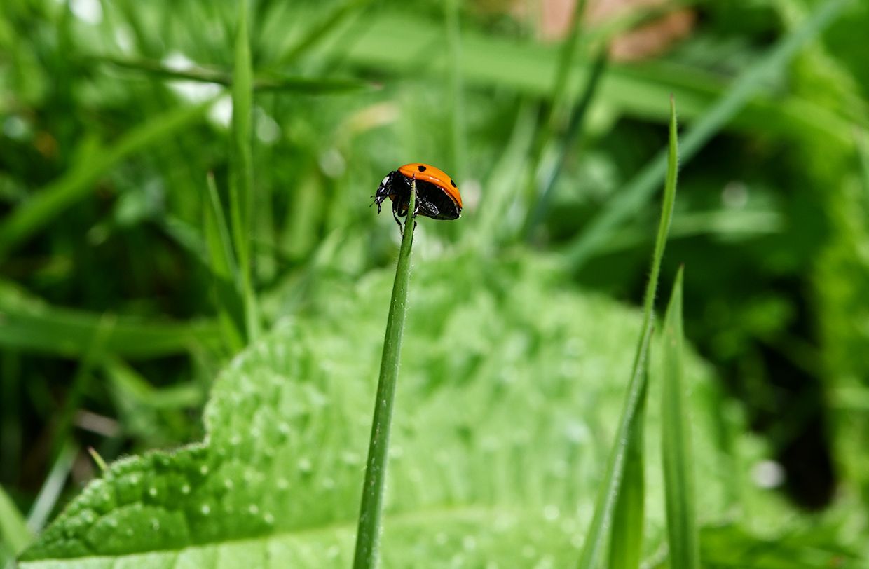 a tiny redladybird with black spots on the tip of a stalk of grass. The background is  green and blurred. 