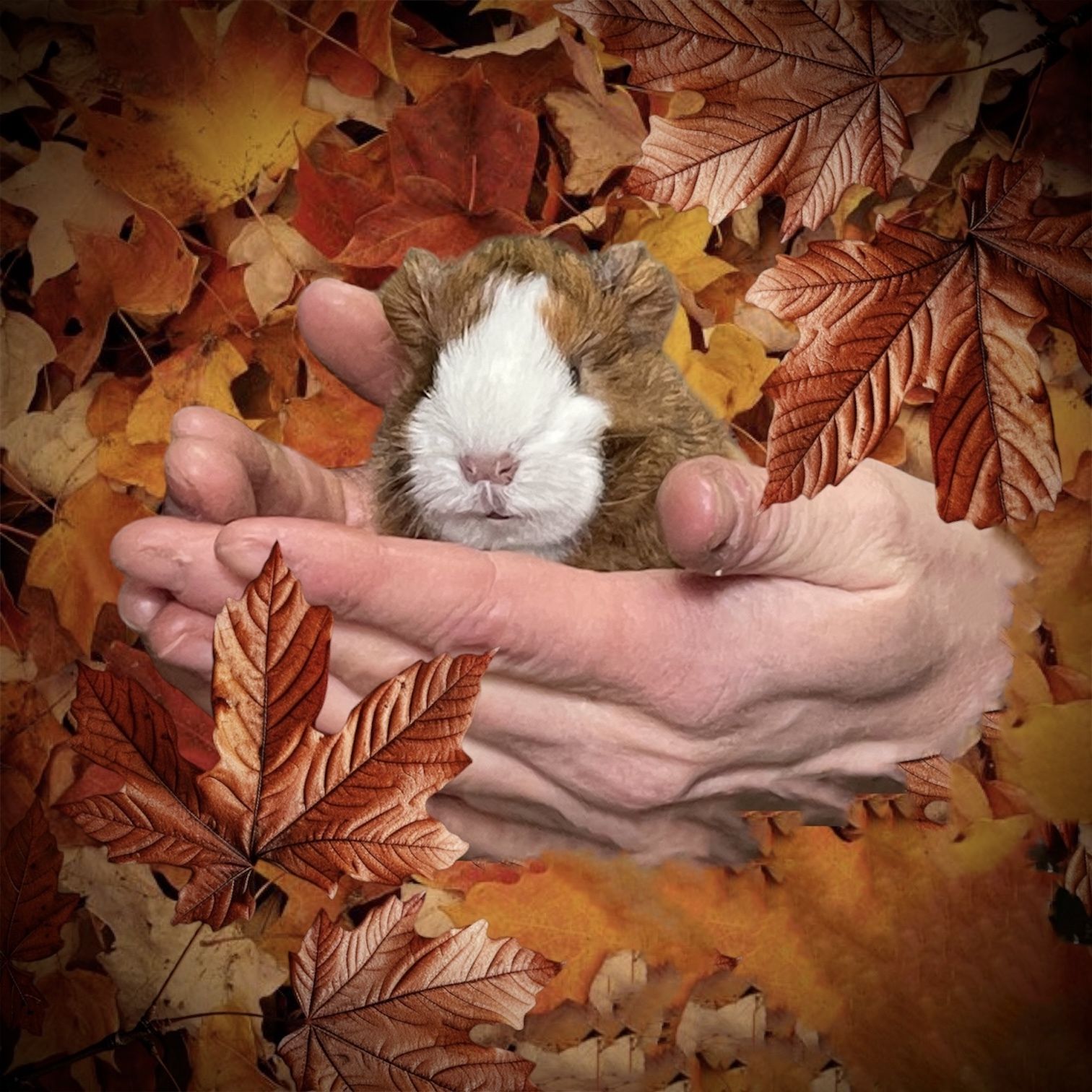 a guinea pig surrounded by autumn leaves edited