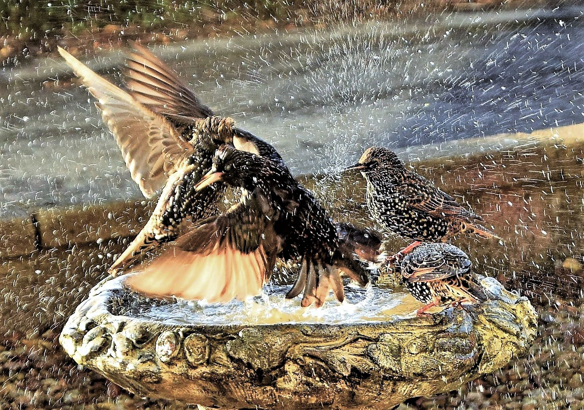 a few birds in a bird bath, in the sunlight, wings flapping and water spraying. looks dramatic!
