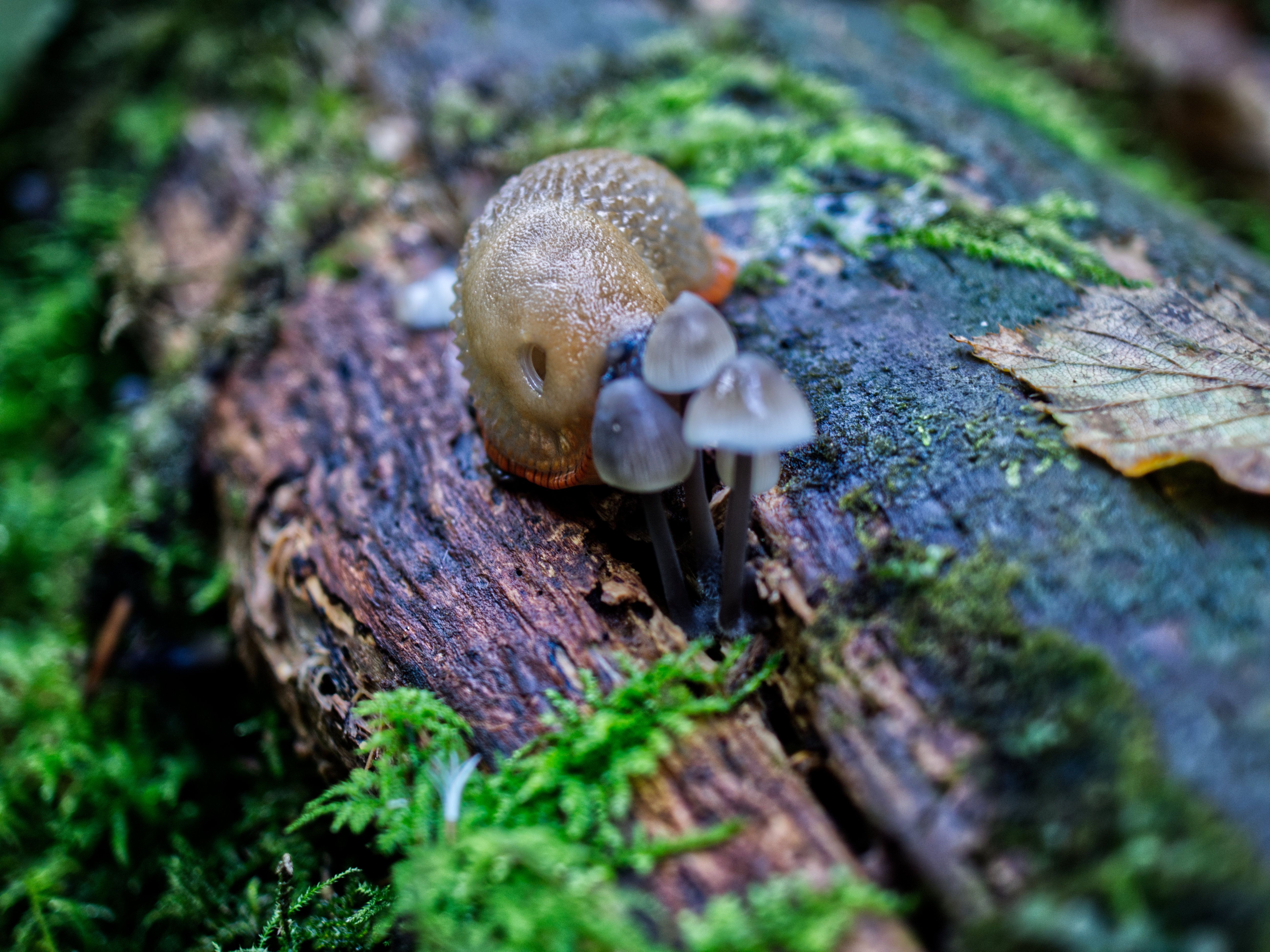 a slug on a wet wooden log with moss