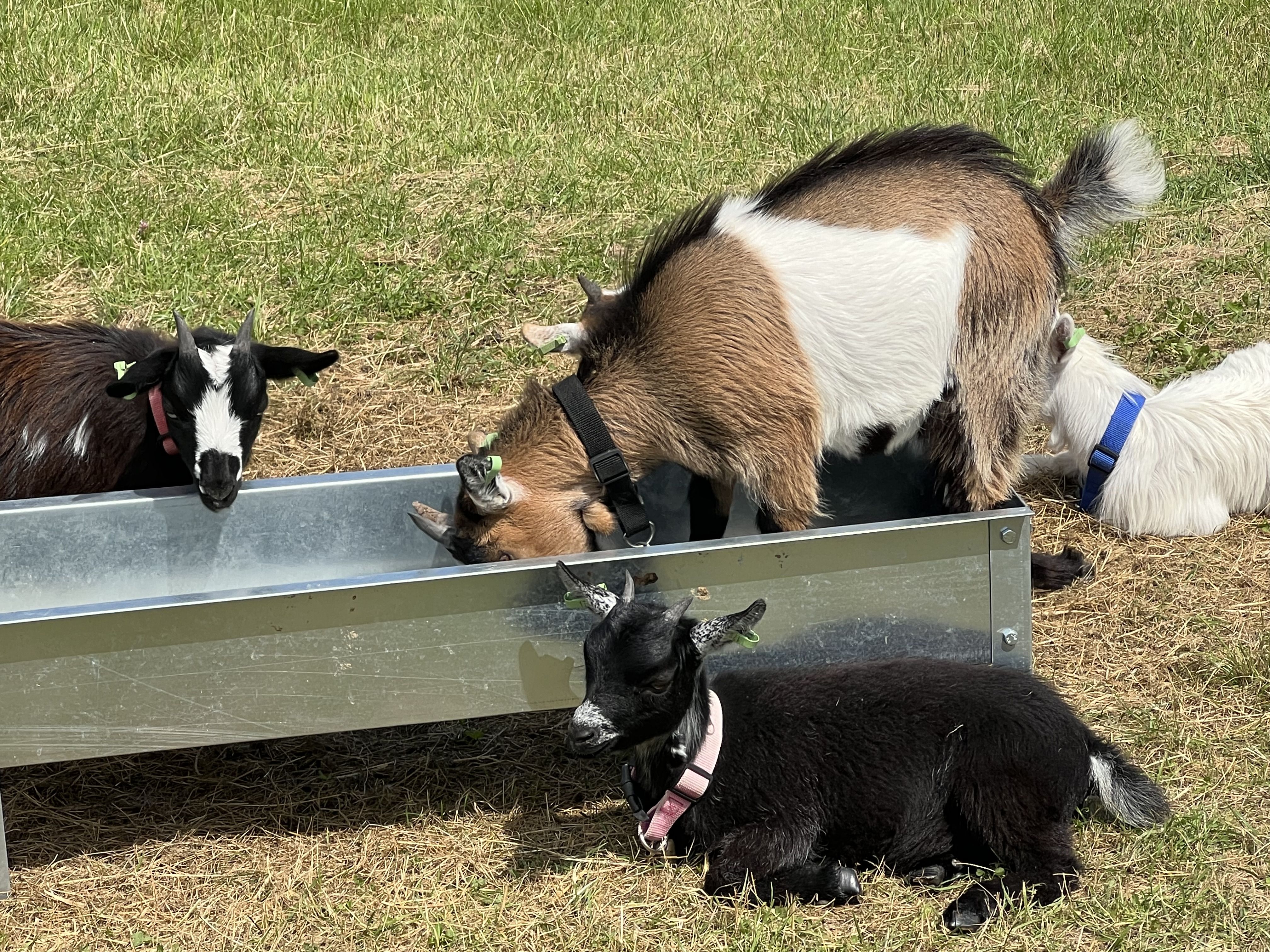 four goats around a metal feeding trough. One is sitting next to it and another is eating, standing in it. 