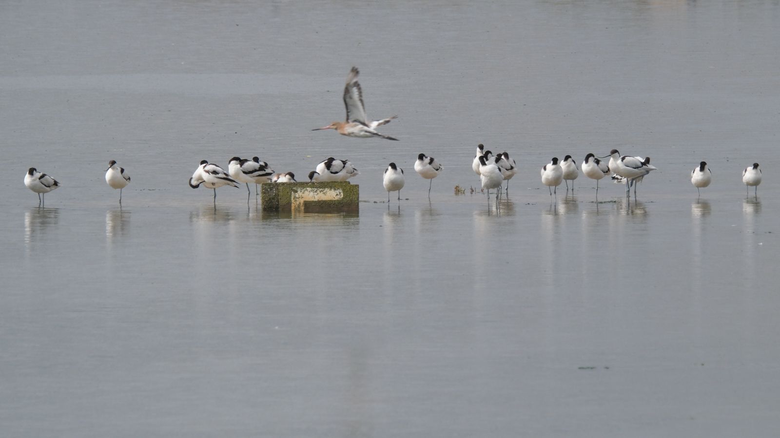 a line of birds standing in the water and then one bigger bird flying across to the lets