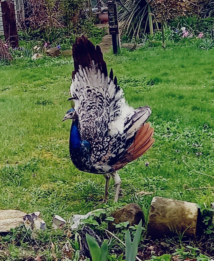 a bird on grass, with a huge plume of white and black feathers. its neck is royal blue, with a sharp beak and small head.