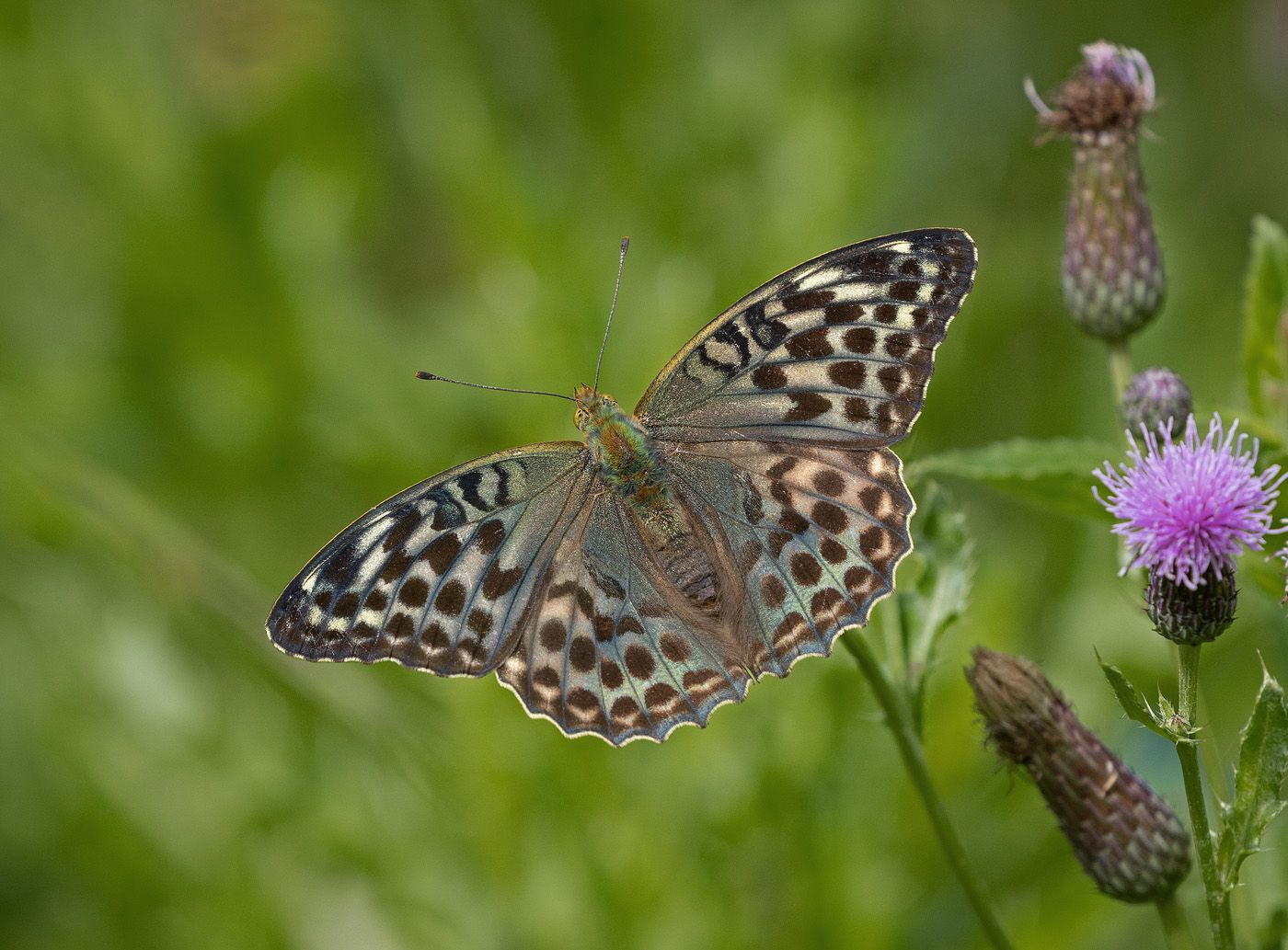 a brown and blue butterfly with wings open next to pink/ purple flowers with green background blurry